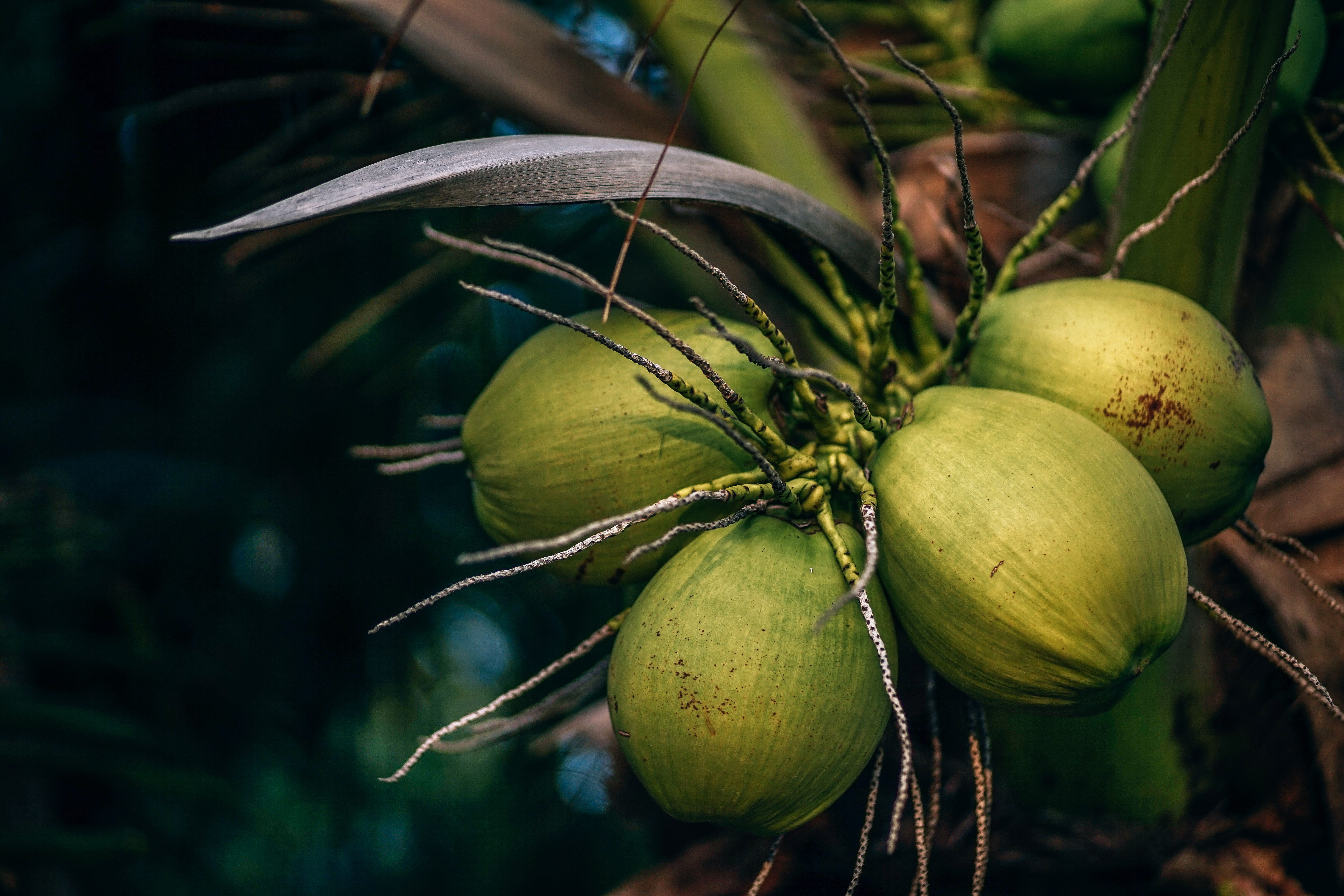 freshness, close-up, tropical tree, focus, outdoors, growth, flora, plant, green color, blur, food, green, tree, ripe, food and drink, wellbeing, HD Wallpaper