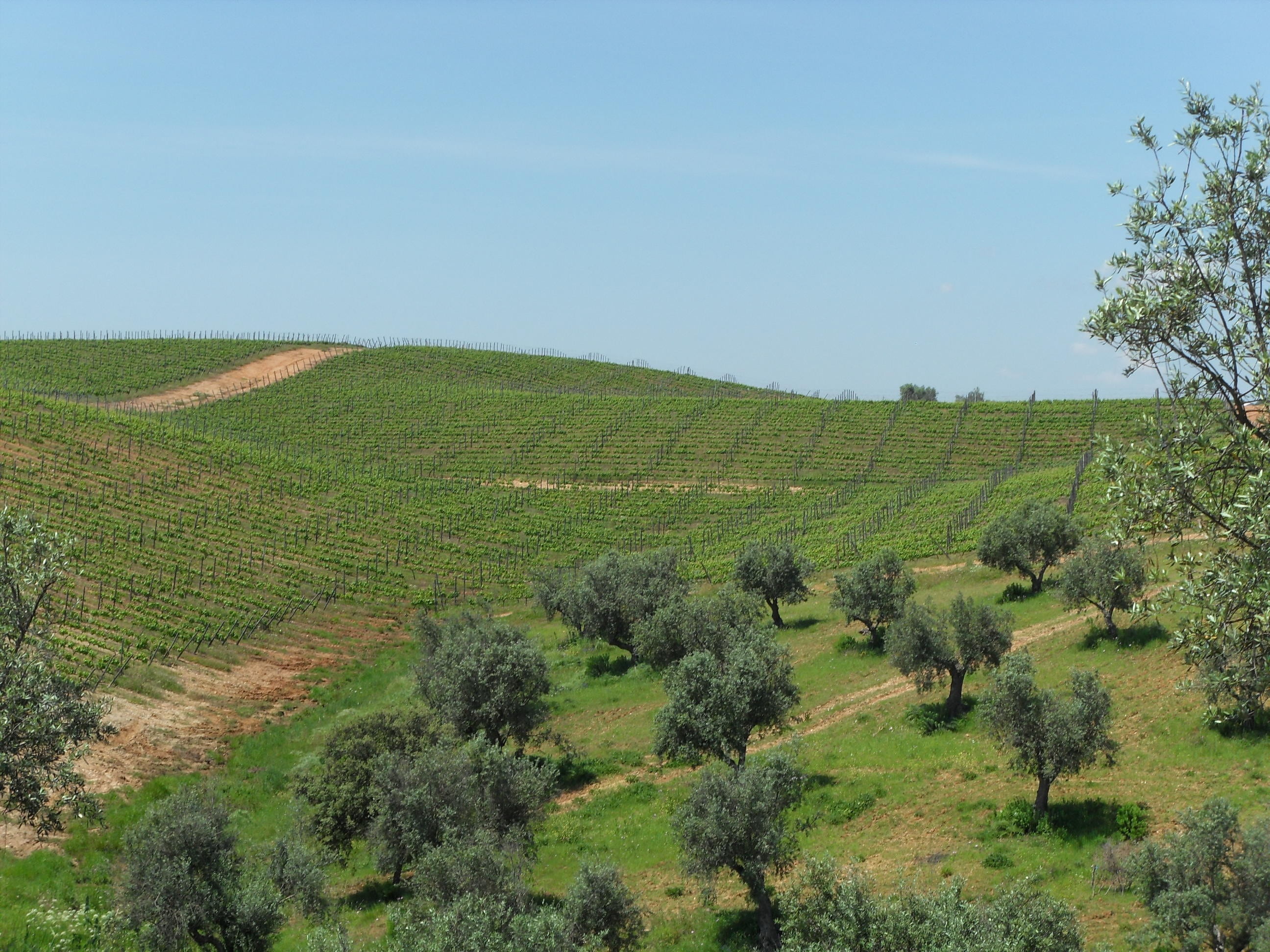 environment, outdoors, oil, landscaped, tree, field, no people, scenics - nature, grape, wine, plantation, tranquil scene, europe, crop, green color, plant, HD Wallpaper