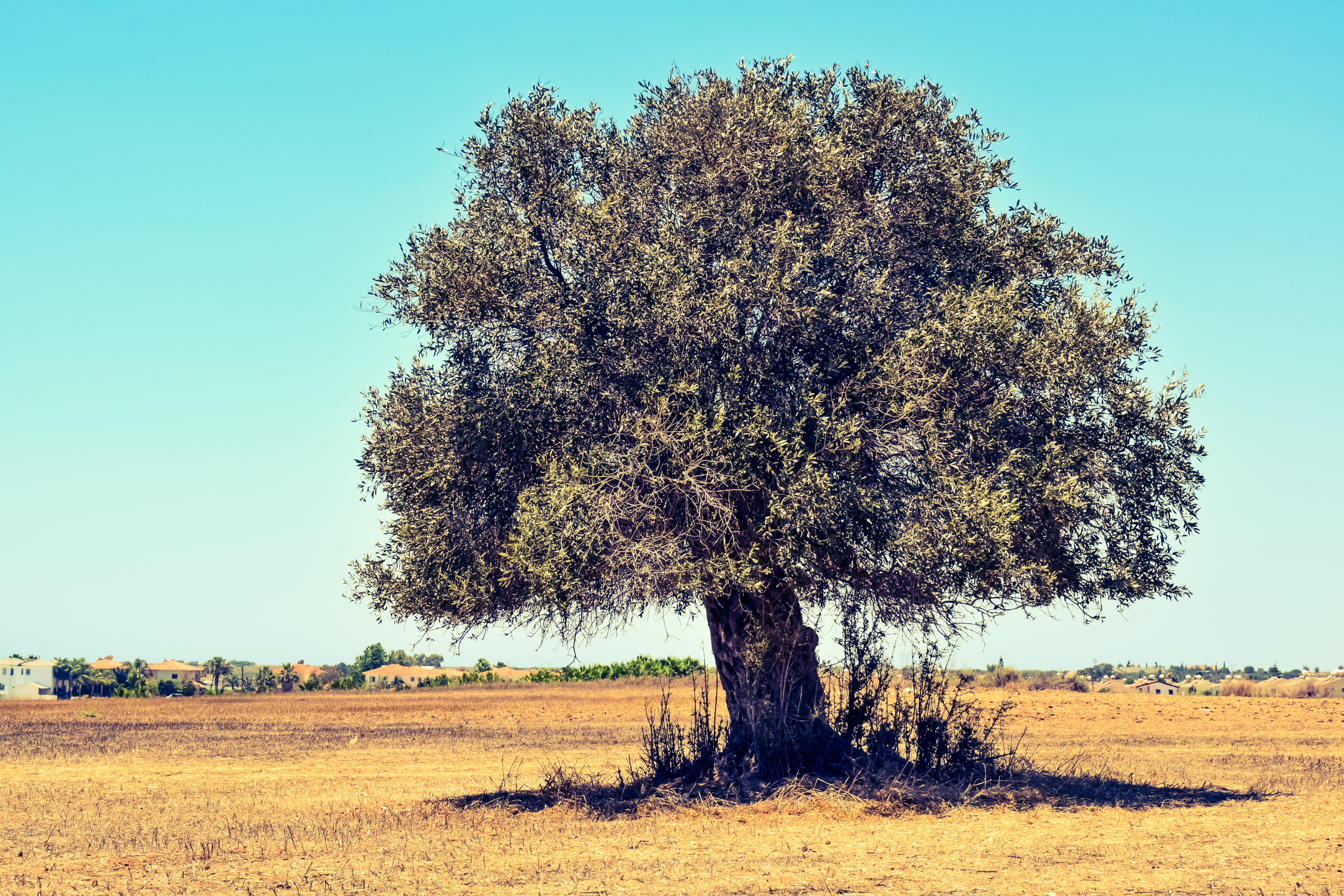 plant, scenics - nature, outdoors, tranquility, beauty in nature, mazotos, green, landscape, Field, sky, growth, blue, Olive Tree, day, country, land, Agriculture, HD Wallpaper