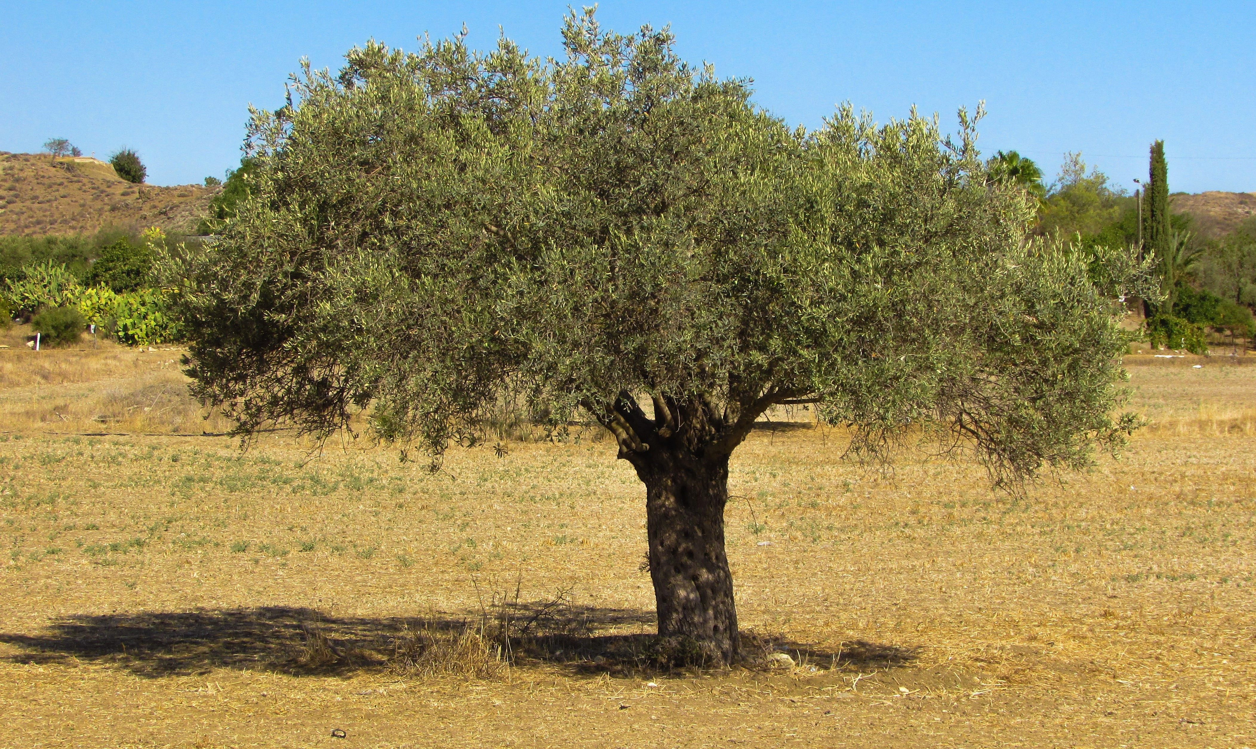 olive tree, semi-arid, olive, cyprus, scenics - nature, sunlight, rural, tranquil scene, summer, sky, tree, day, nature, climate, countryside, environment, HD Wallpaper