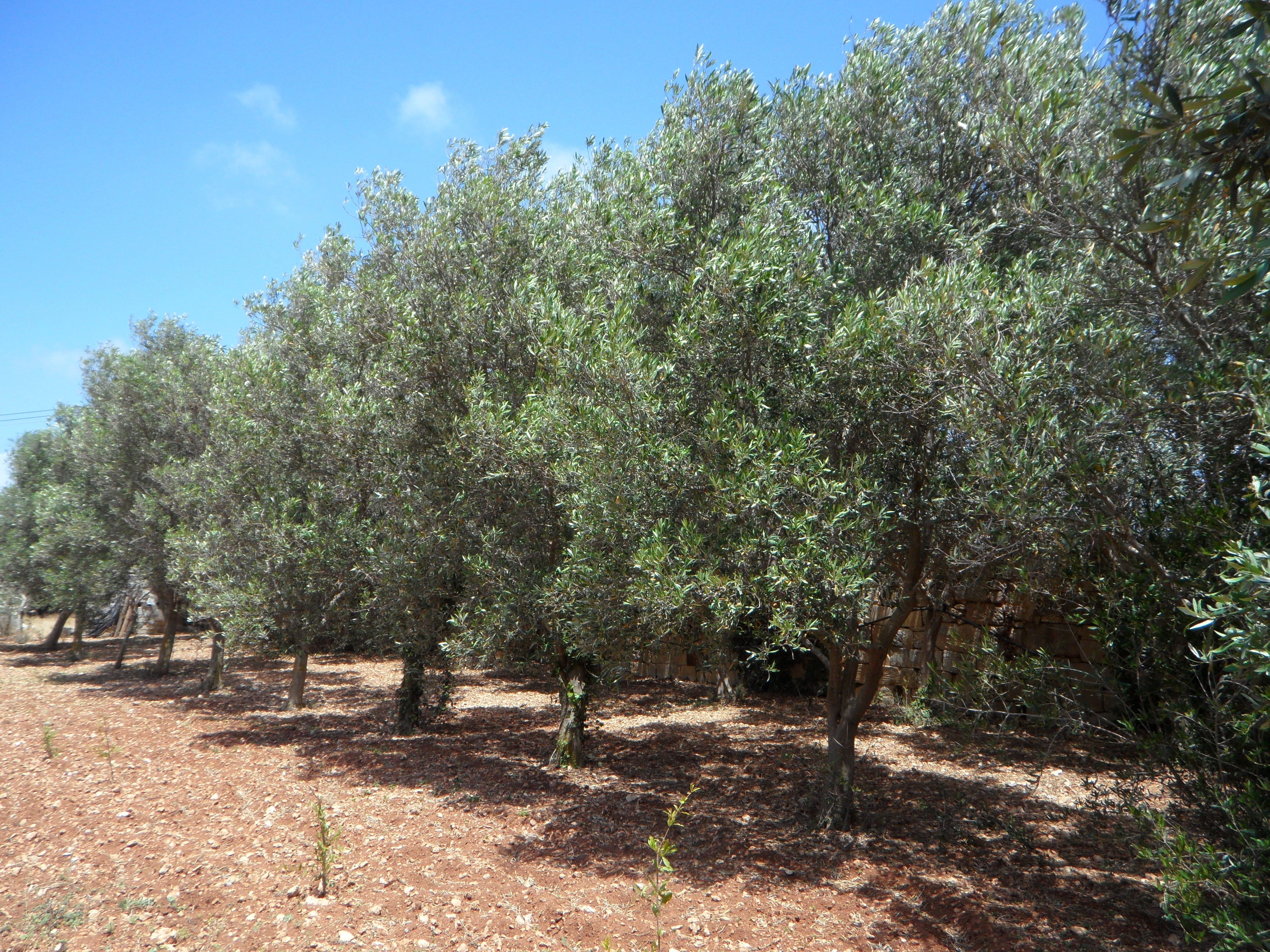 4K, tranquility, trees, land, rural scene, sunlight, Olive Trees, Series, nature, outdoors, Olives, shadow, environment, green color, no people, plant, HD Wallpaper