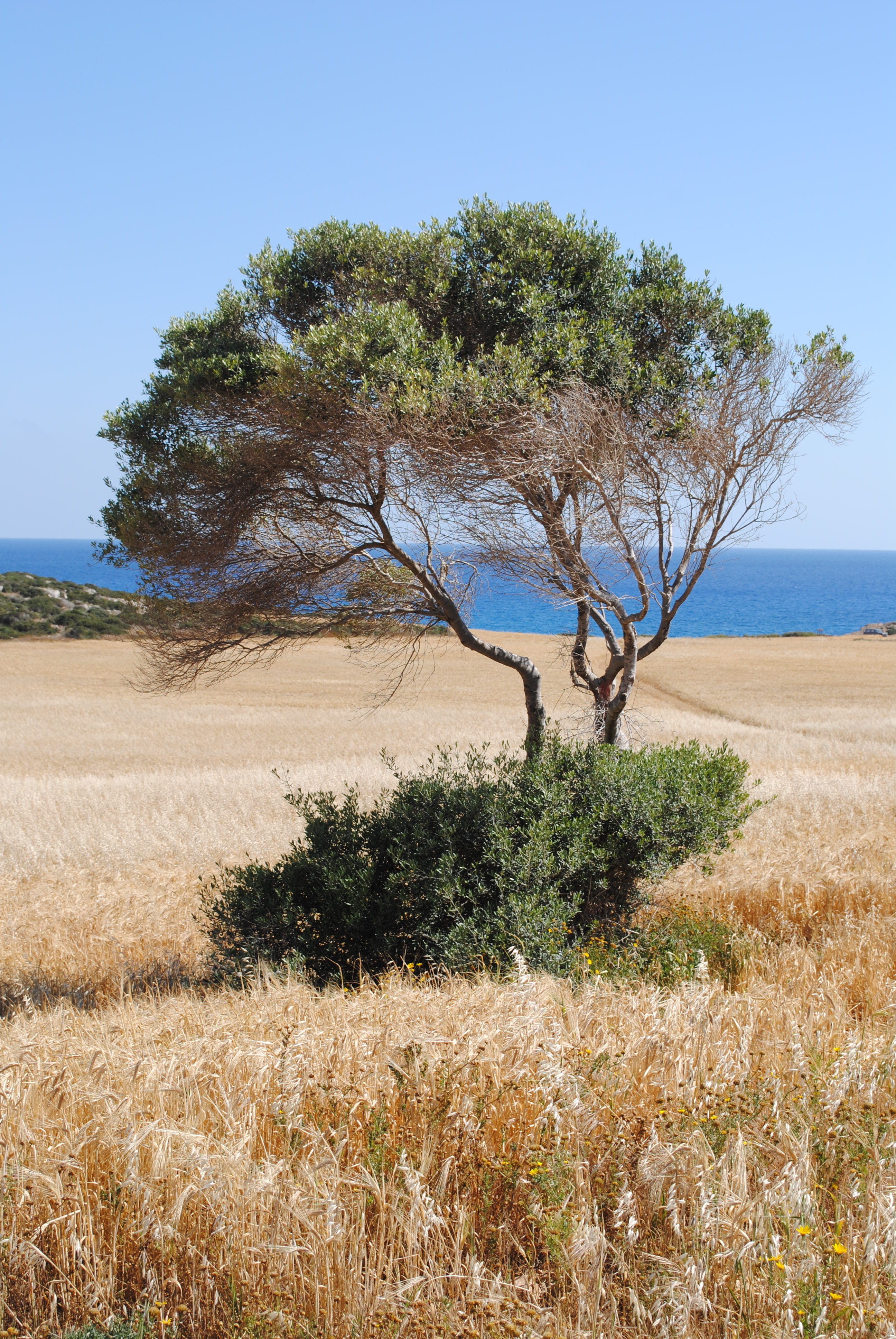 no people, semi-arid, land, Olive Tree, drought, climate, Cyprus, tranquility, agriculture, clear sky, field, plant, non-urban scene, branch, sky, landscape, Phone HD Wallpaper