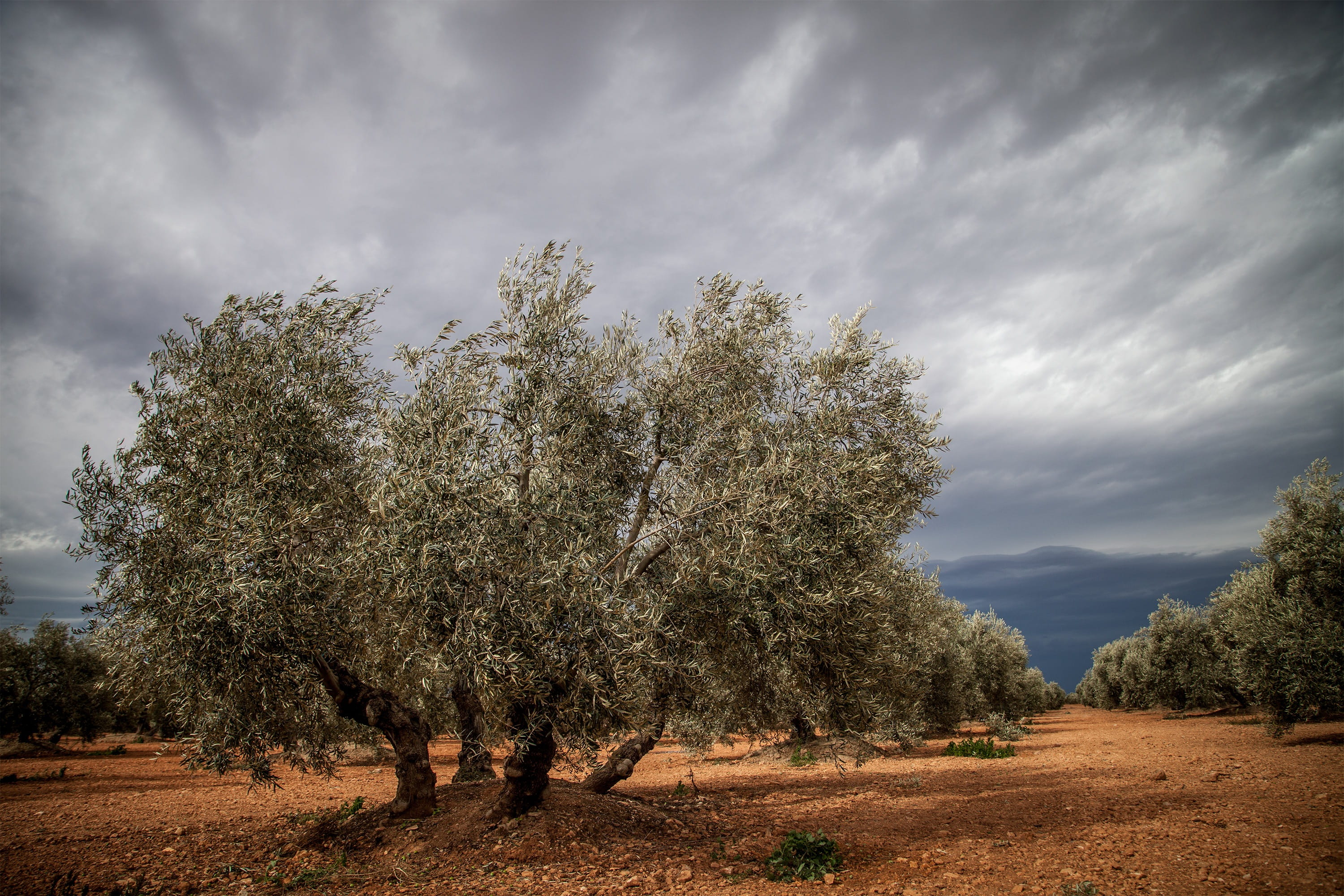 nature, day, tranquility, Spain, treelined, non-urban scene, landscape, growth, tranquil scene, Tree, scenics - nature, beauty in nature, road, sky, plant, HD Wallpaper