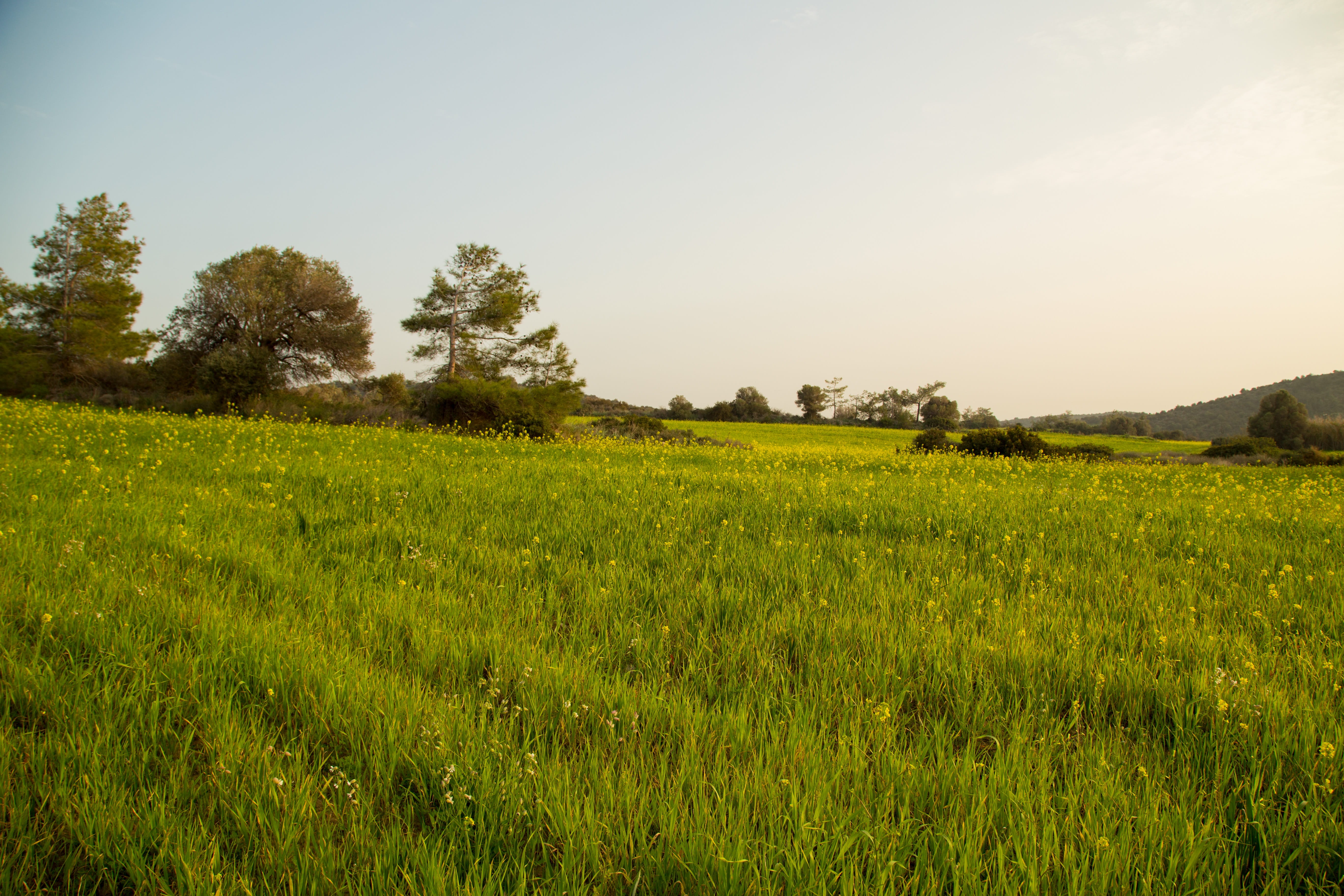 no people, tranquility, sky, day, scenics - nature, landscape, tree, growth, 5K, land, beauty in nature, field, plantation, cyprus, outdoors, agriculture, HD Wallpaper