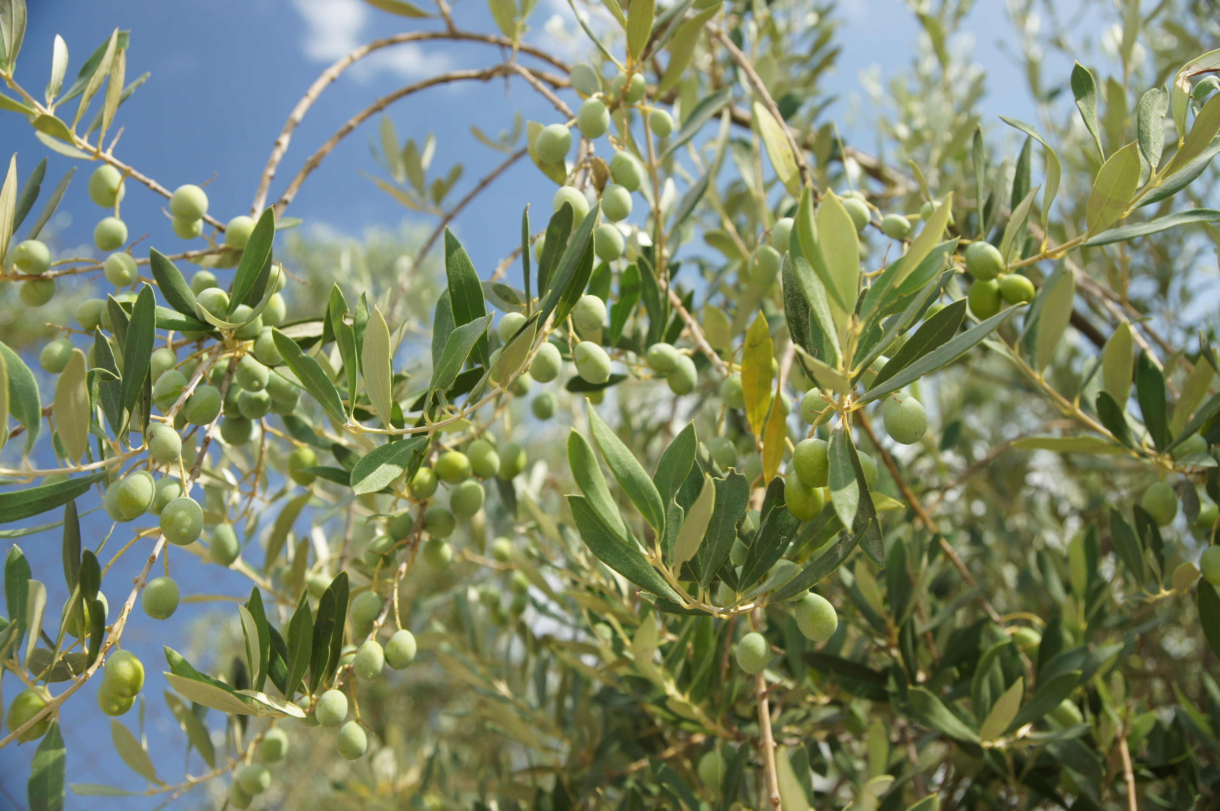 plant part, freshness, close-up, field, tree, outdoors, olive, focus on foreground, 4K, food and drink, plant, olive tree, green color, no people, nature, HD Wallpaper