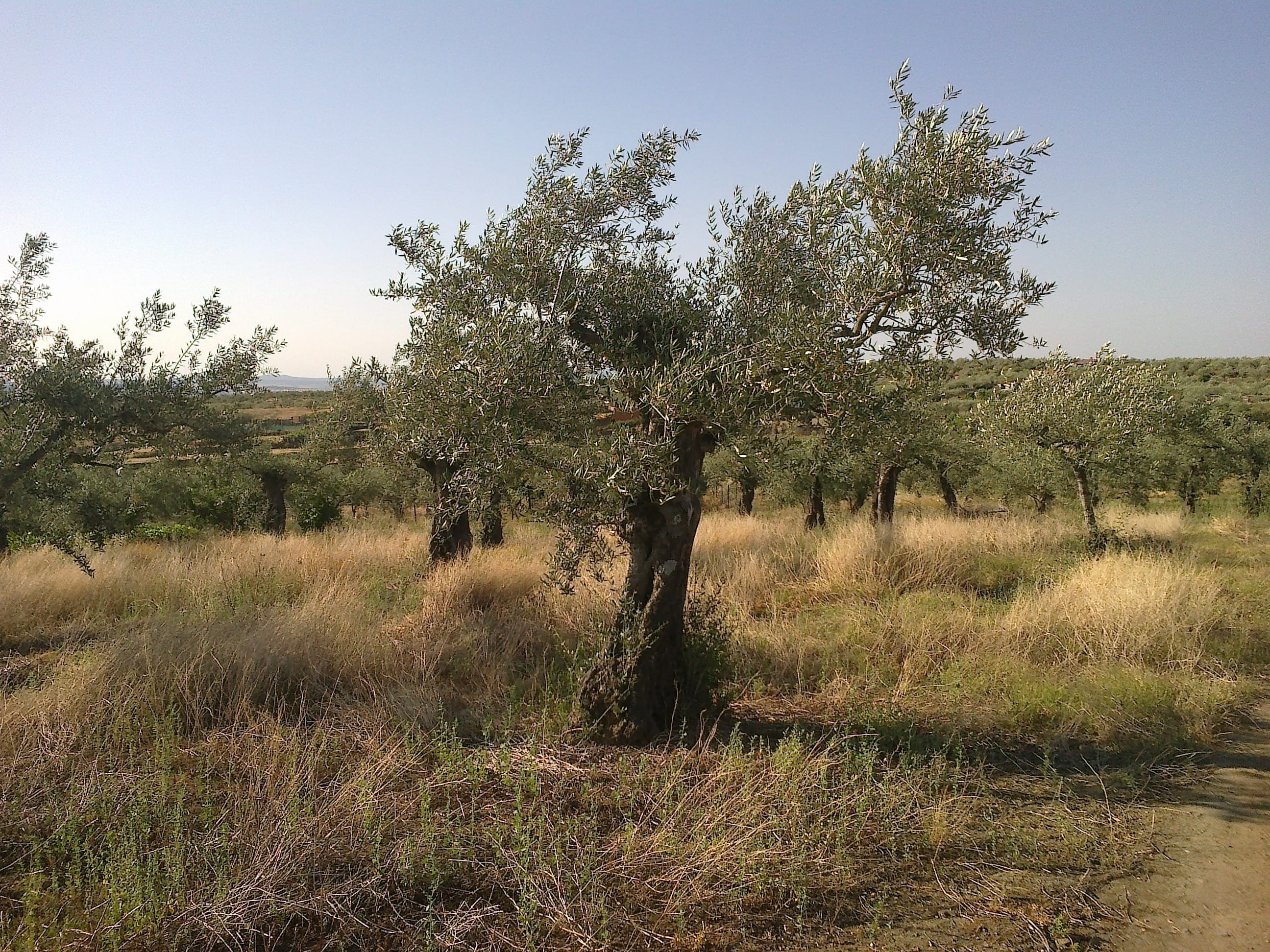 growth, environment, clear sky, tranquil scene, remote, day, tree, beauty in nature, land, plant, olive, outdoors, tranquility, grass, sky, non-urban scene, HD Wallpaper
