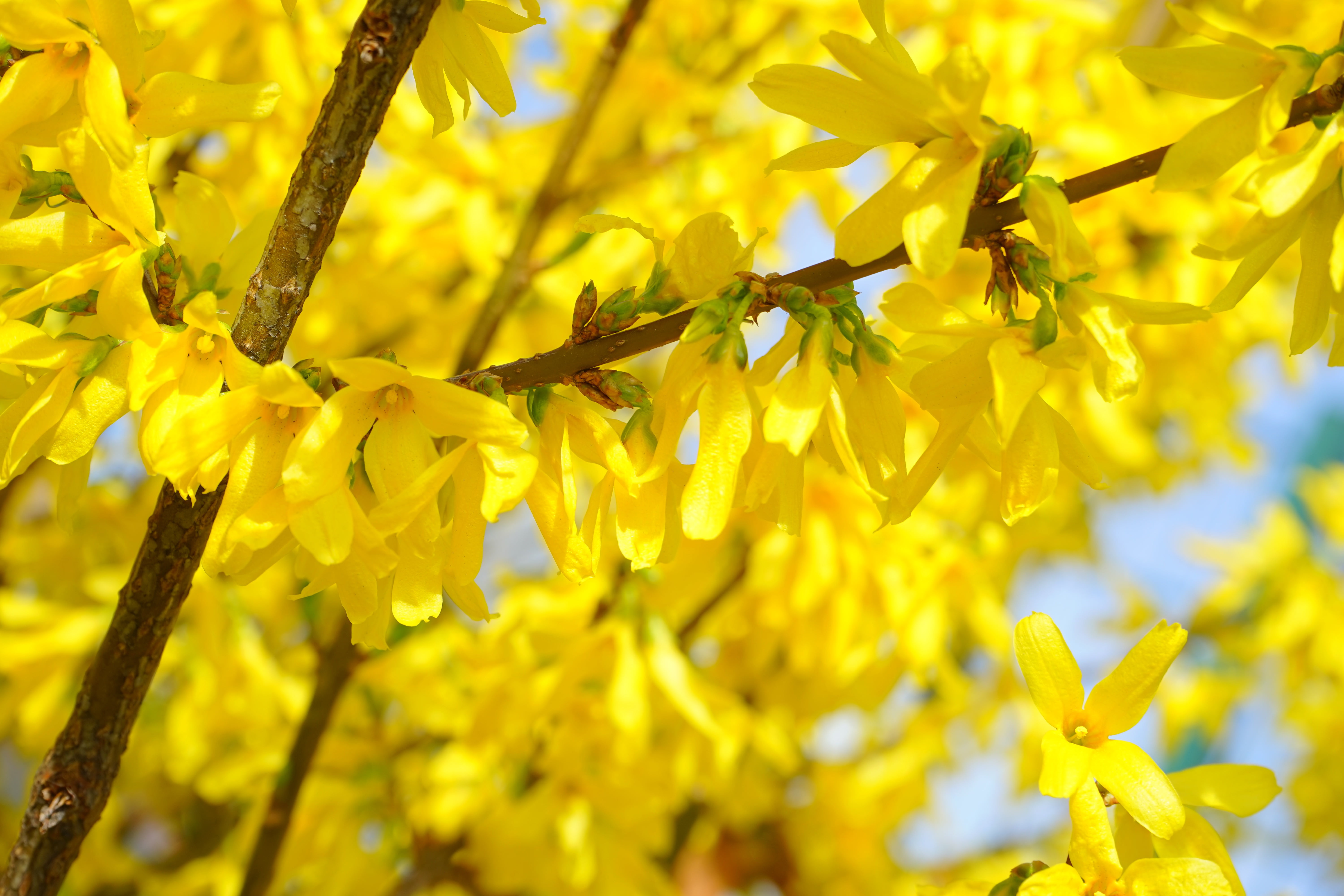 stangenblueter, flowering plant, beauty in nature, freshness, growth, forsythia, leaf, ornamental shrub, 5K, inflorescence, insect, invertebrate, olive crop, HD Wallpaper