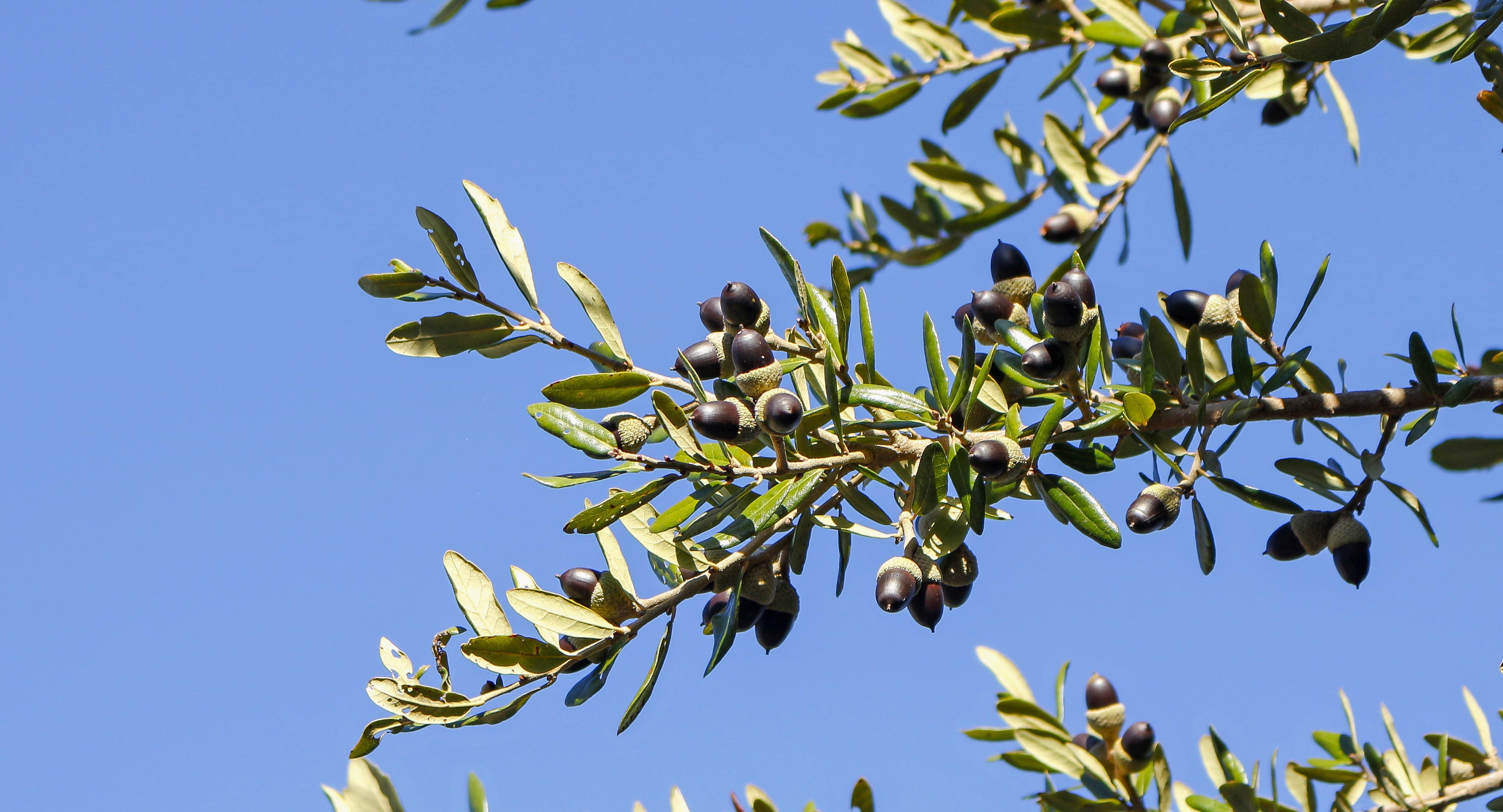 plant part, agriculture, oak, branch, ripe, leaf, food and drink, plant, day, clear sky, leaves, sky, growth, outdoors, blue, nature, fruit, healthy eating, HD Wallpaper