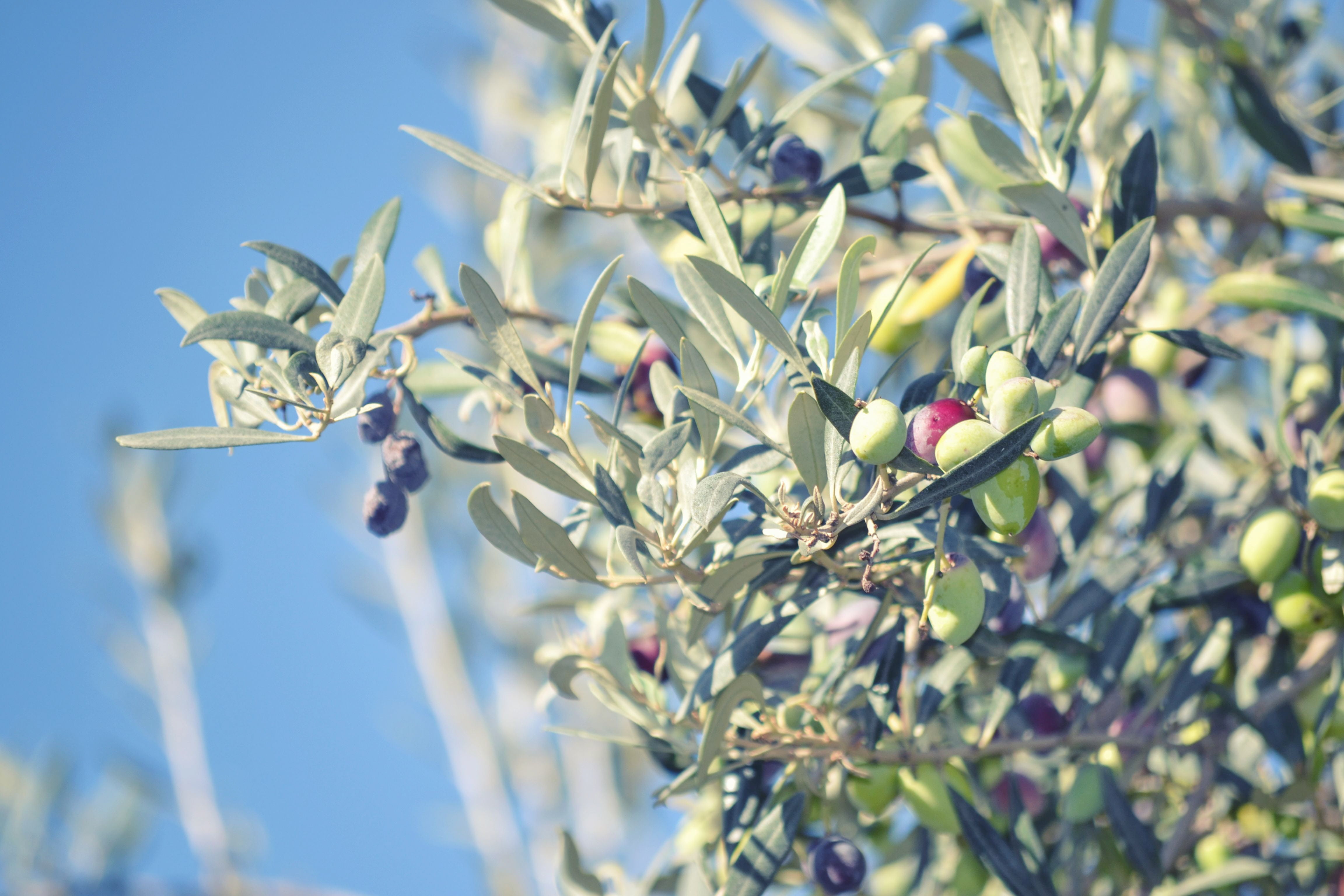 4K, fragility, round, olive tree, close-up, selective focus, fruit, agriculture, blue, outdoors, food, plant part, vulnerability, growth, olive, beauty in nature, HD Wallpaper