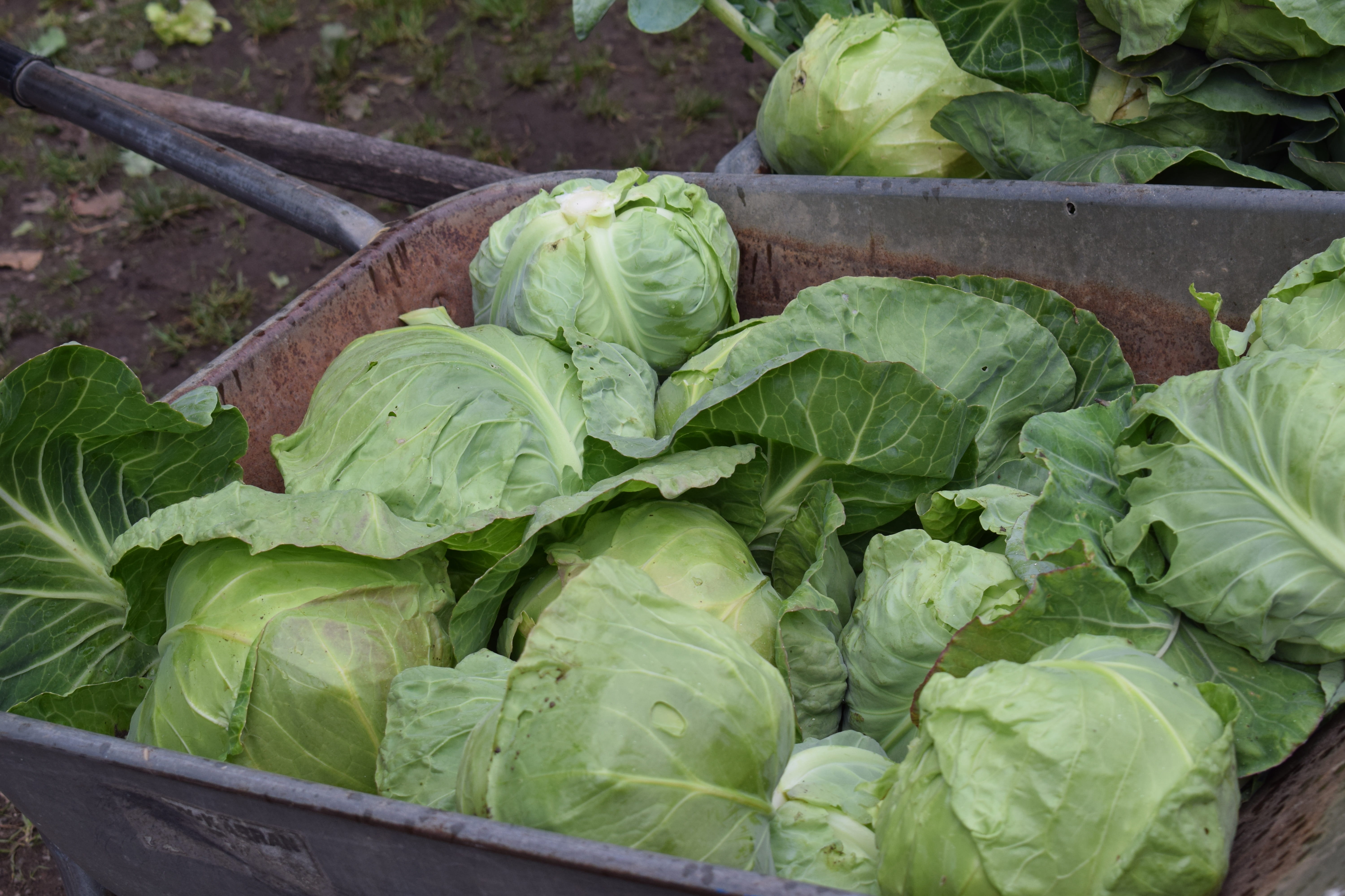 grow, brussels sprout, plant part, cultivation, green, cooking, no people, farmers market, mat, close-up, garden, fresh, seedlings, food and drink, cabbage, HD Wallpaper