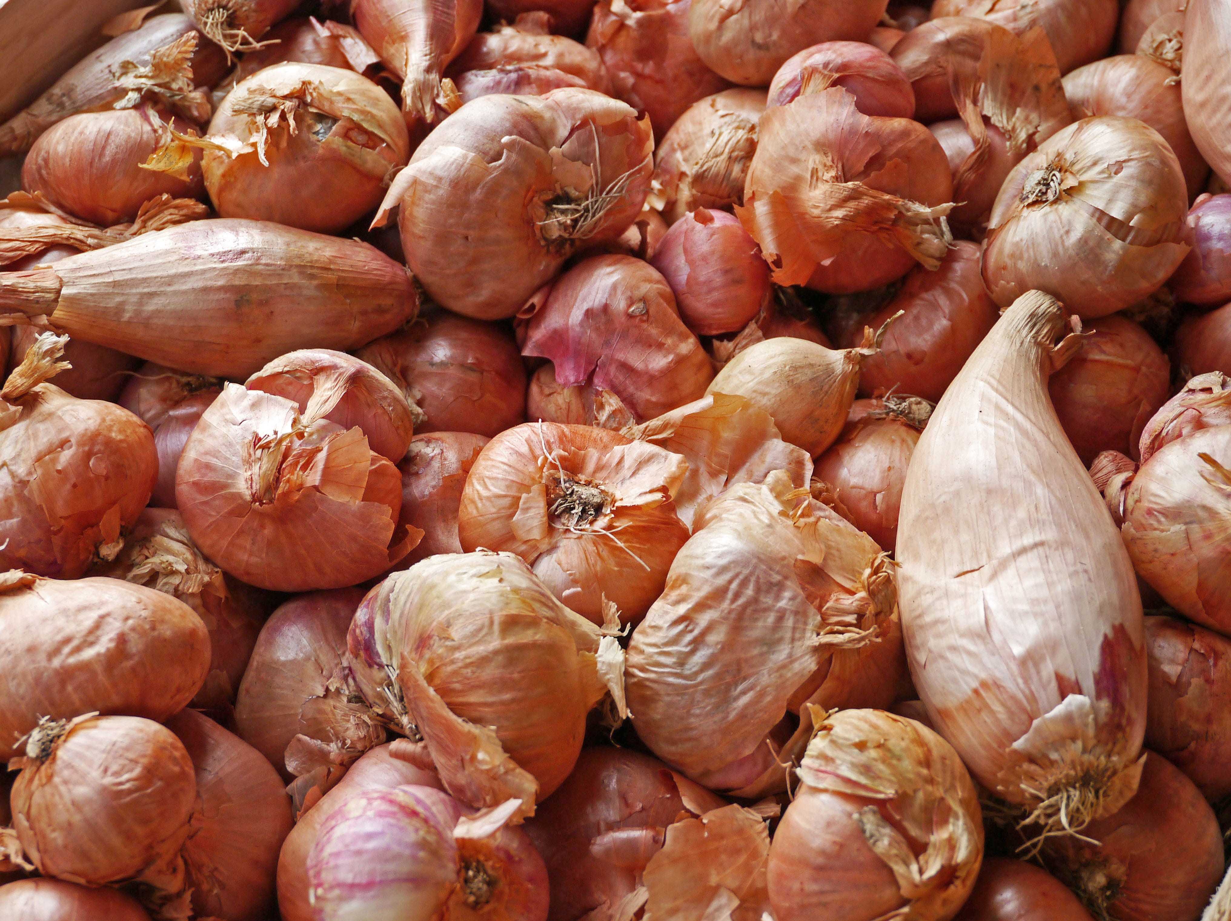 large group of objects, still life, onions, retail, healthy eating, background, vegetables, no people, 4K, freshness, backgrounds, market, food, food and drink, HD Wallpaper