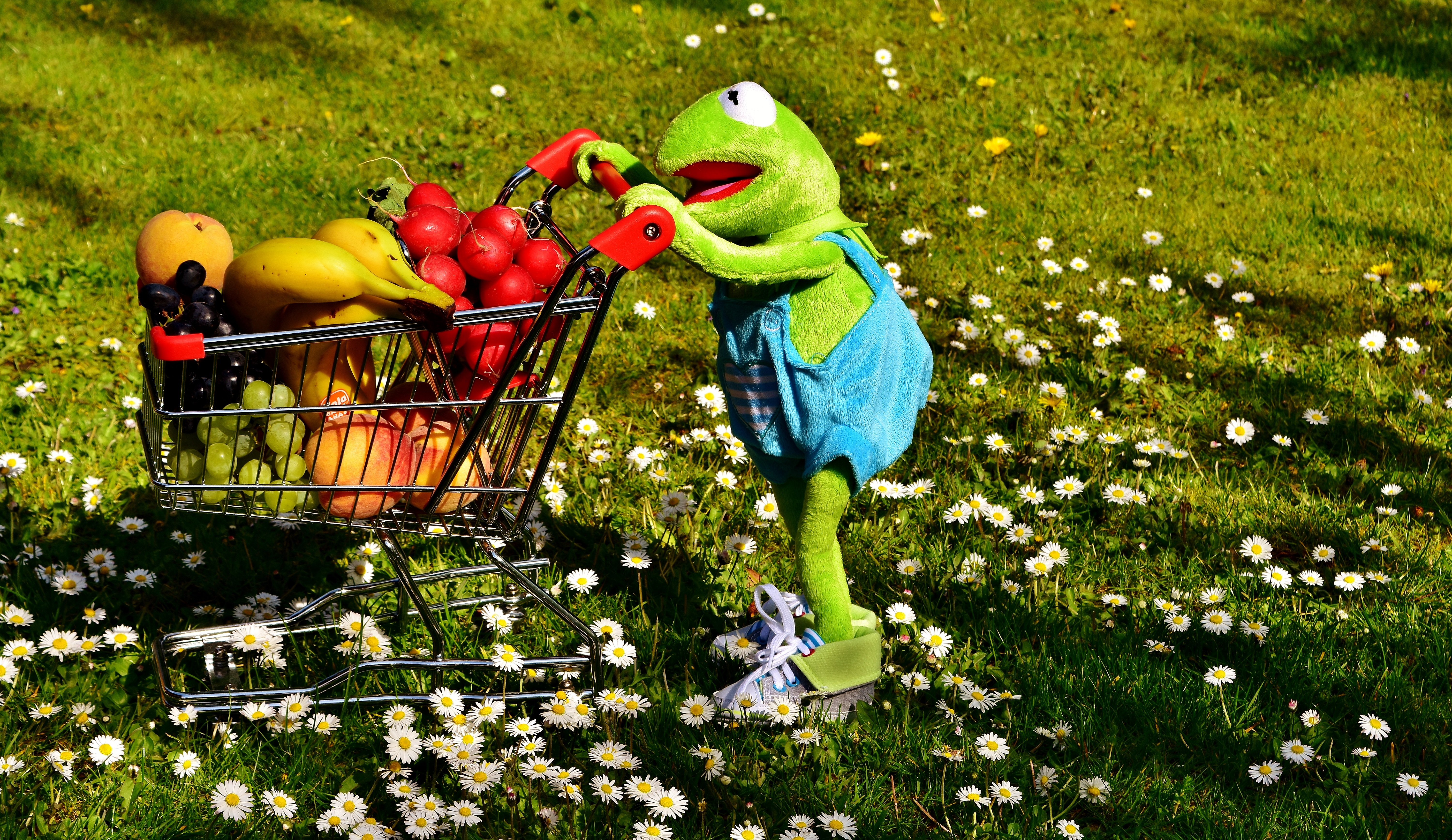 frog, high angle view, animal themes, nature, green color, representation, food, peaches, vegetables, still life, outdoors, healthy shopping, food and drink, HD Wallpaper
