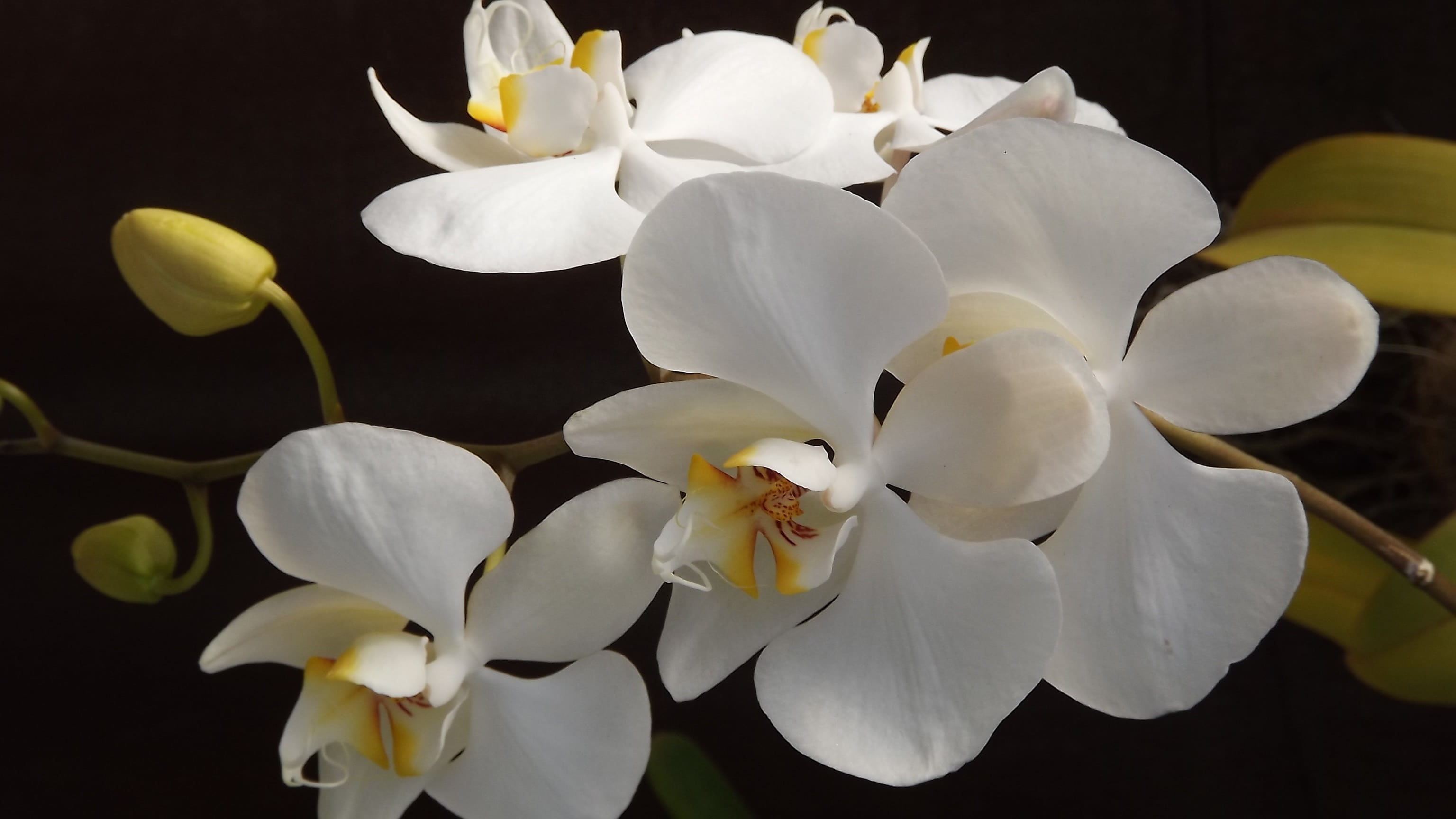studio shot, 2K, springtime, freshness, plant, white color, orchid, white, focus on foreground, orchids, flowering plant, black background, photography, HD Wallpaper