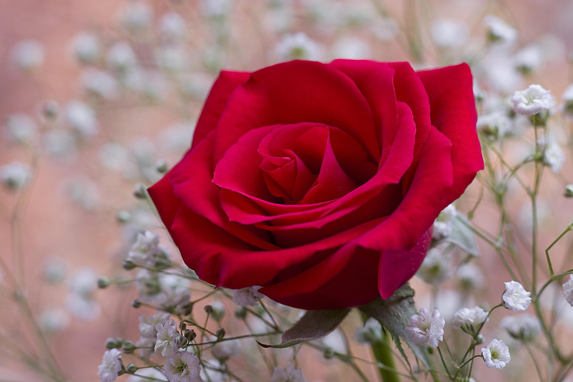 red, 1080P, celebration, petals, white, perfect, ruby, nice, woman, delicacy, congratulations, flowers, beautiful, rose, HD Wallpaper