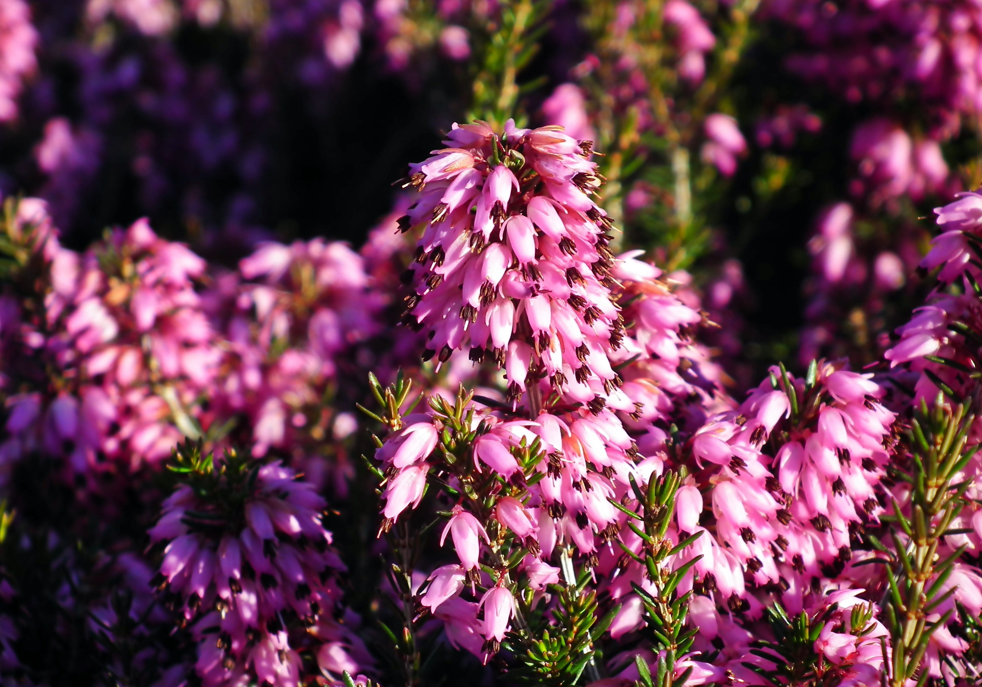 outdoors, no people, freshness, nature, flower head, petal, fragility, flowers, lilac, pollination, animal, spring, flower, erica, day, inflorescence, vulnerability, HD Wallpaper