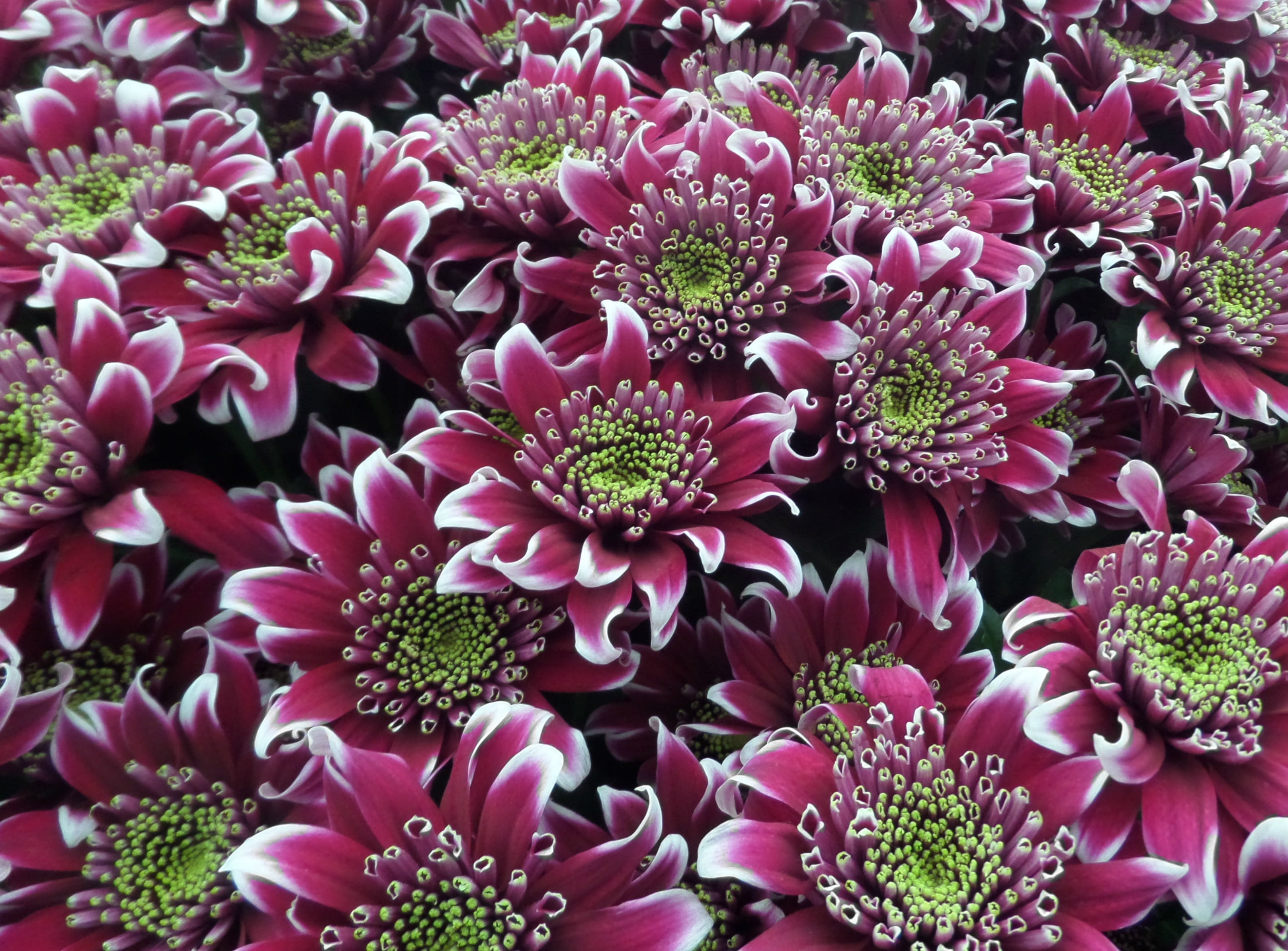 fragility, spring, growth, bunch of flowers, Pink, bouquet, high angle view, 2K, flower Head, freshness, chrysanthemum blooms saba, flowering plant, springtime, HD Wallpaper