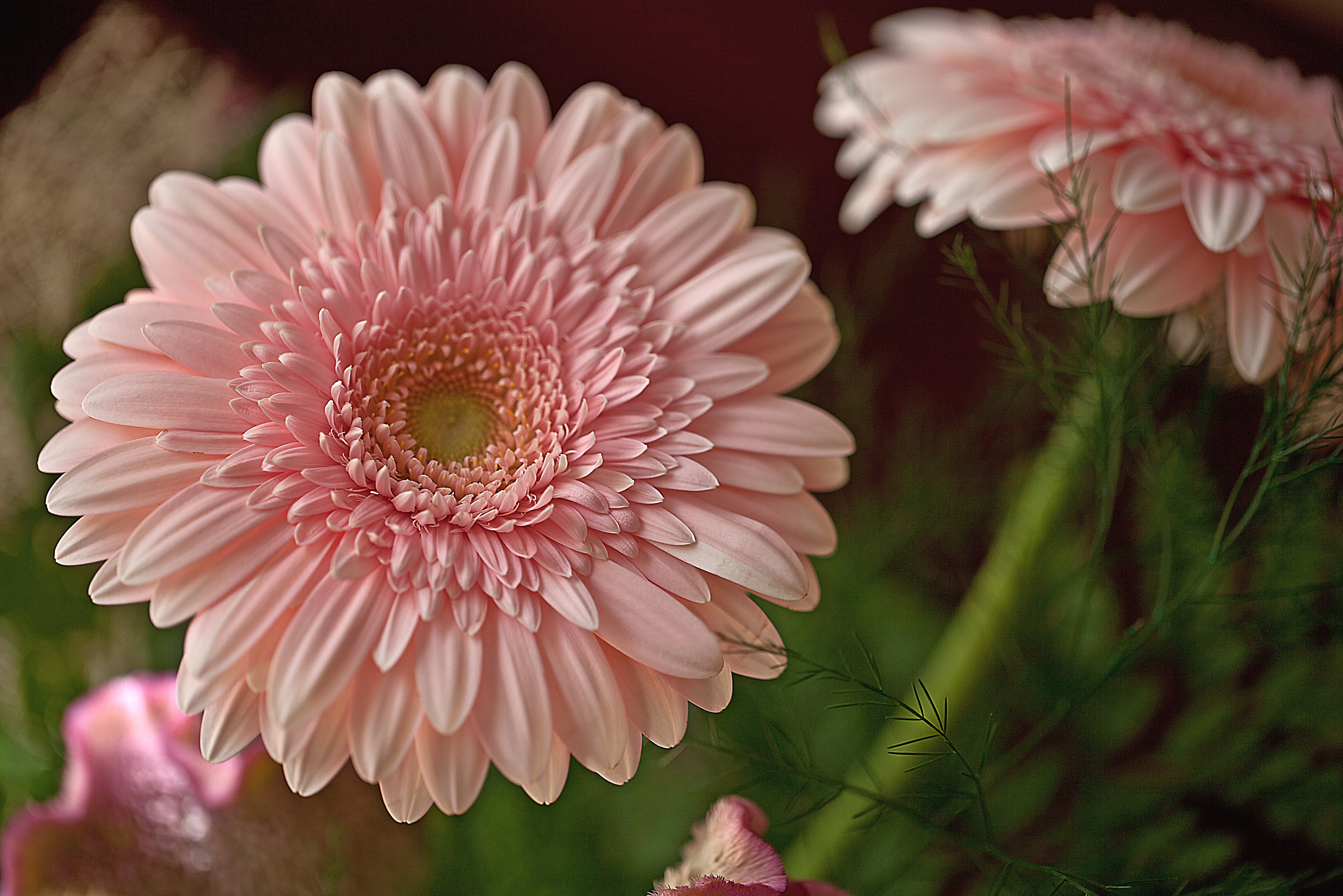 petal, no people, bouquet, closeup, inside a flower, pollen, growth, daisy, blooming, beauty in nature, flowering plant, gerbera daisy, bouquet of flowers, HD Wallpaper