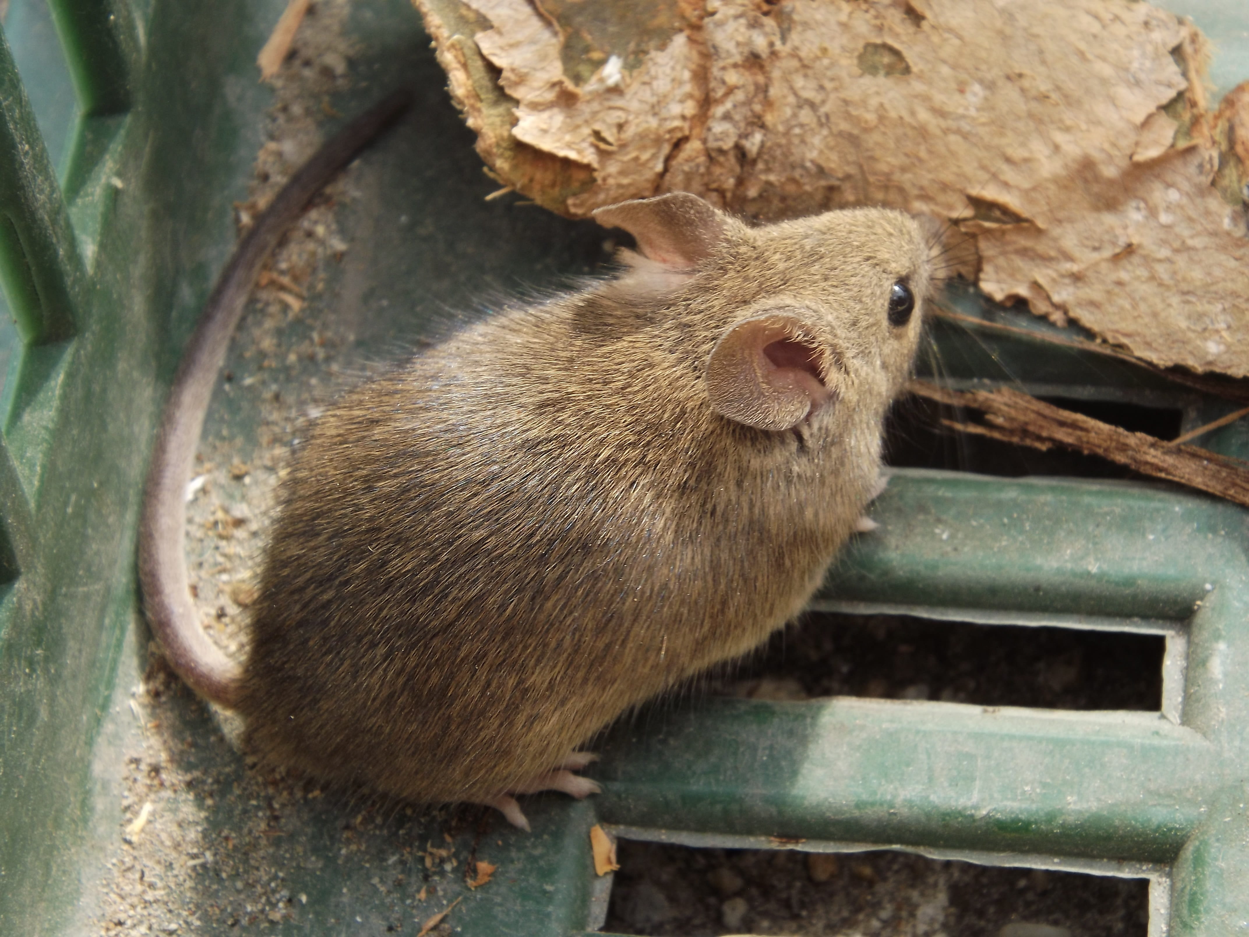 one animal, high angle view, close-up, wood - material, whisker, no people, nimble, malicious, mouse, rat, 4K, mammal, zoology, megrágcsál, vertebrate, HD Wallpaper