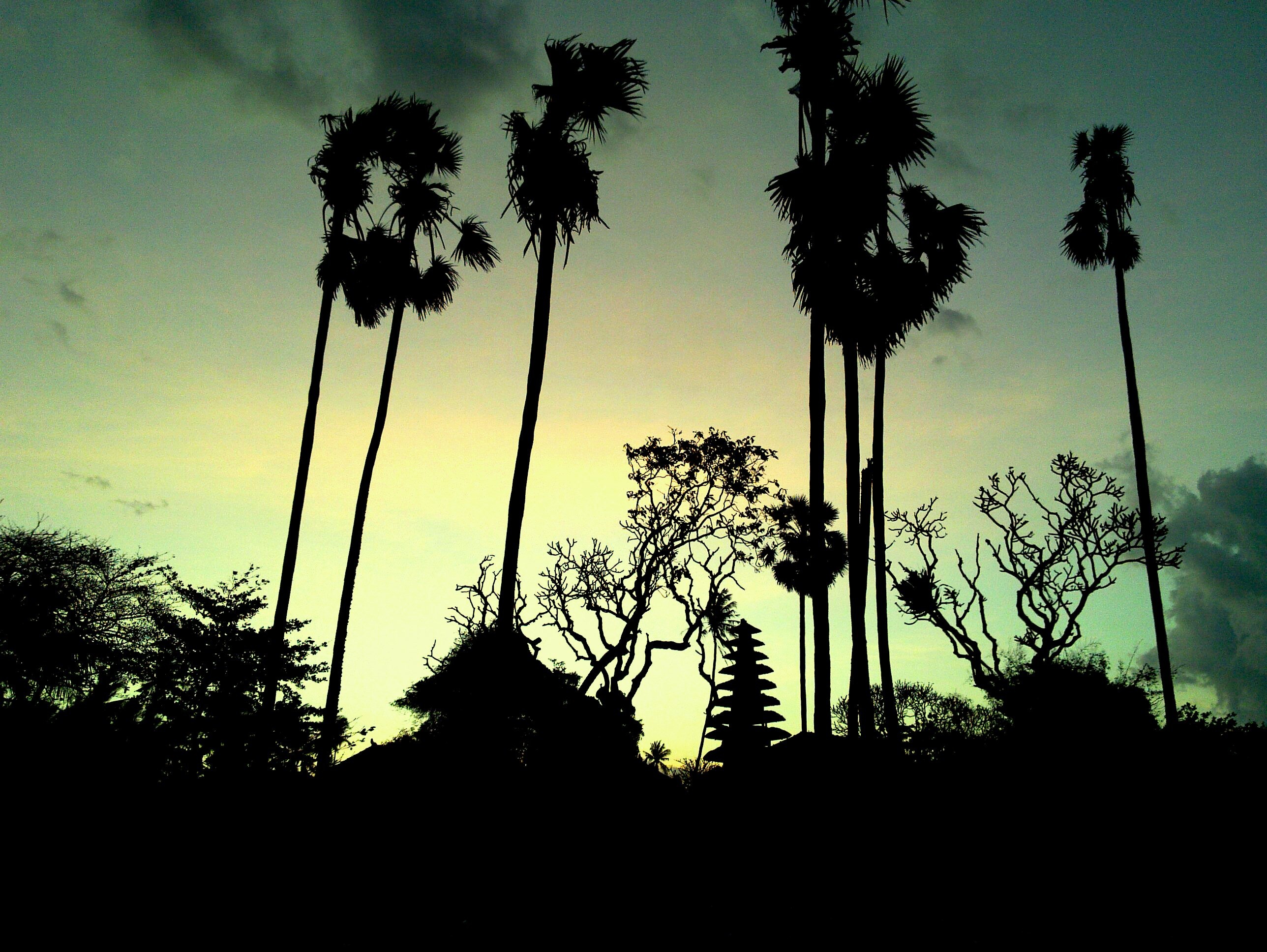 scenics - nature, outdoors, nature, growth, coconut palm tree, sunset, tree trunk, tall - high, silhouette, beauty in nature, tranquil scene, tranquility, HD Wallpaper