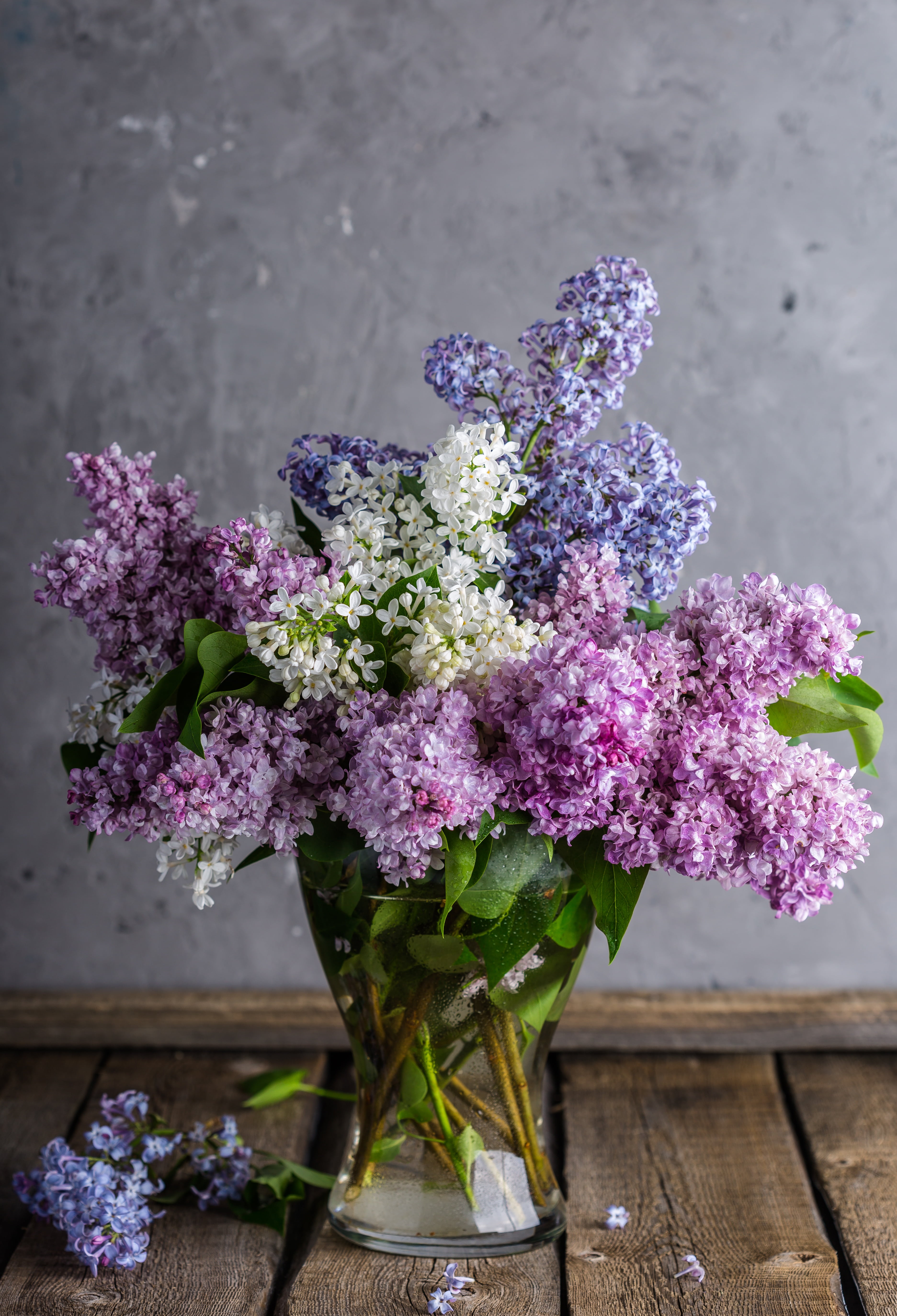 inflorescence, petaled, 5K, lilac, lavender, vase, bouquet, freshness, table, beautiful, close-up, purple, spring, composition, vulnerability, beauty in nature, Phone HD Wallpaper