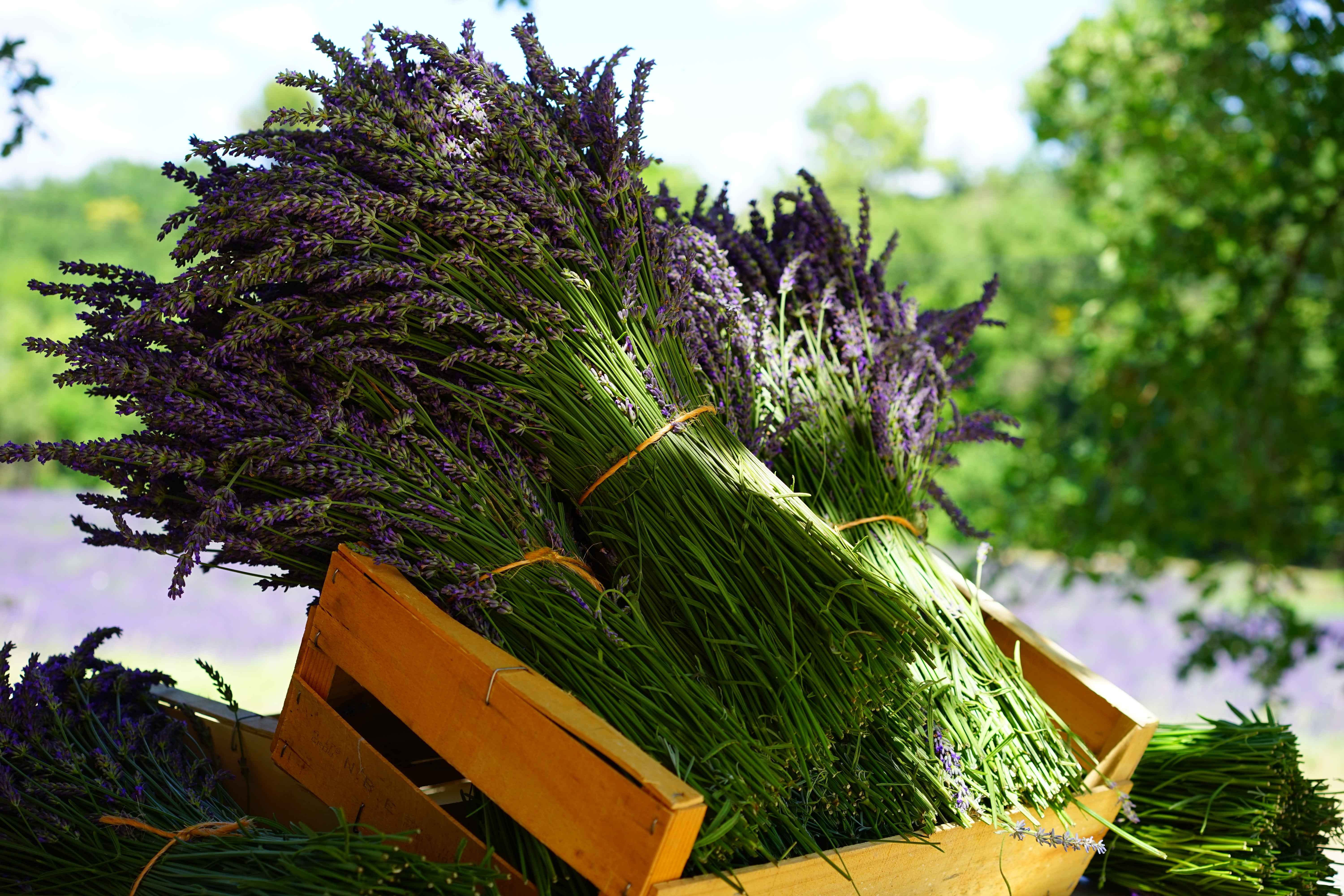 medicinal products, lavender bouquet, blossom, container, flowering plant, homeopathy, aroma, medical, well being, posy, flower, bundle, healthy, green color, HD Wallpaper