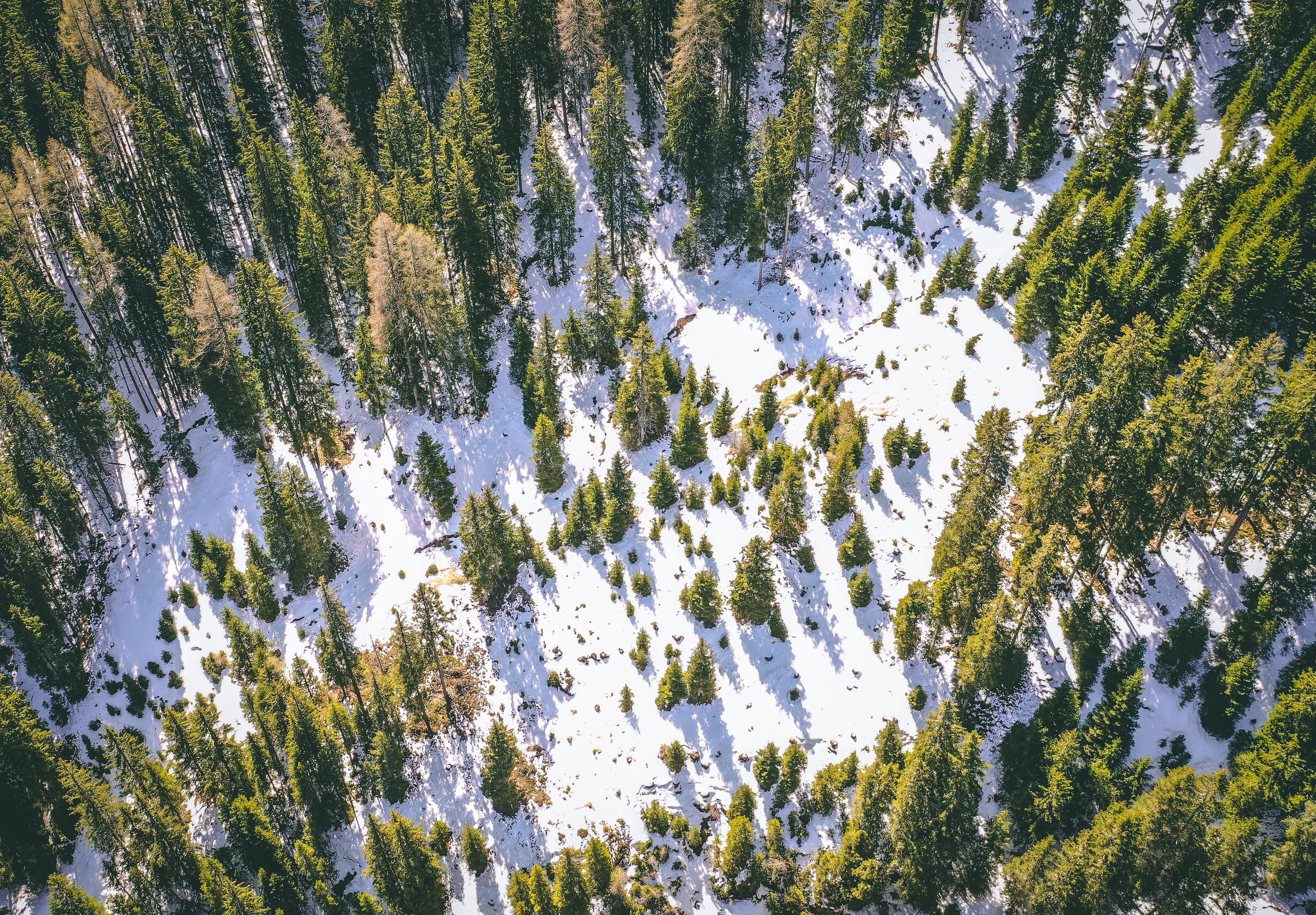 larch, beauty in nature, panoramic, strada furcia, cold temperature, italy, landscape, tranquility, woodland, forest, day, plant, low angle view, outdoors, HD Wallpaper