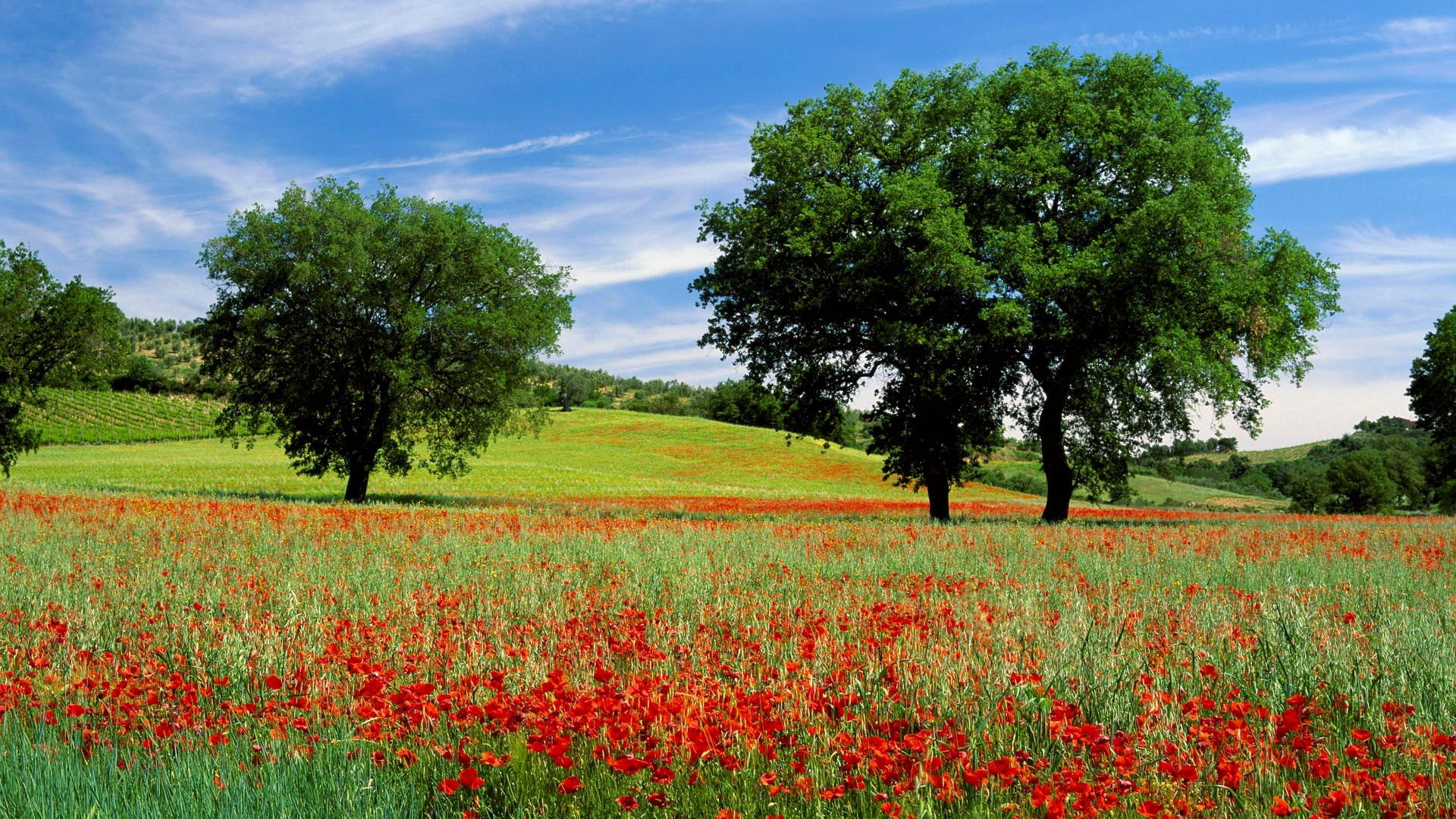 trees, 1080P, toscana, 3d and abstract, flowers, poppies, field, HD Wallpaper