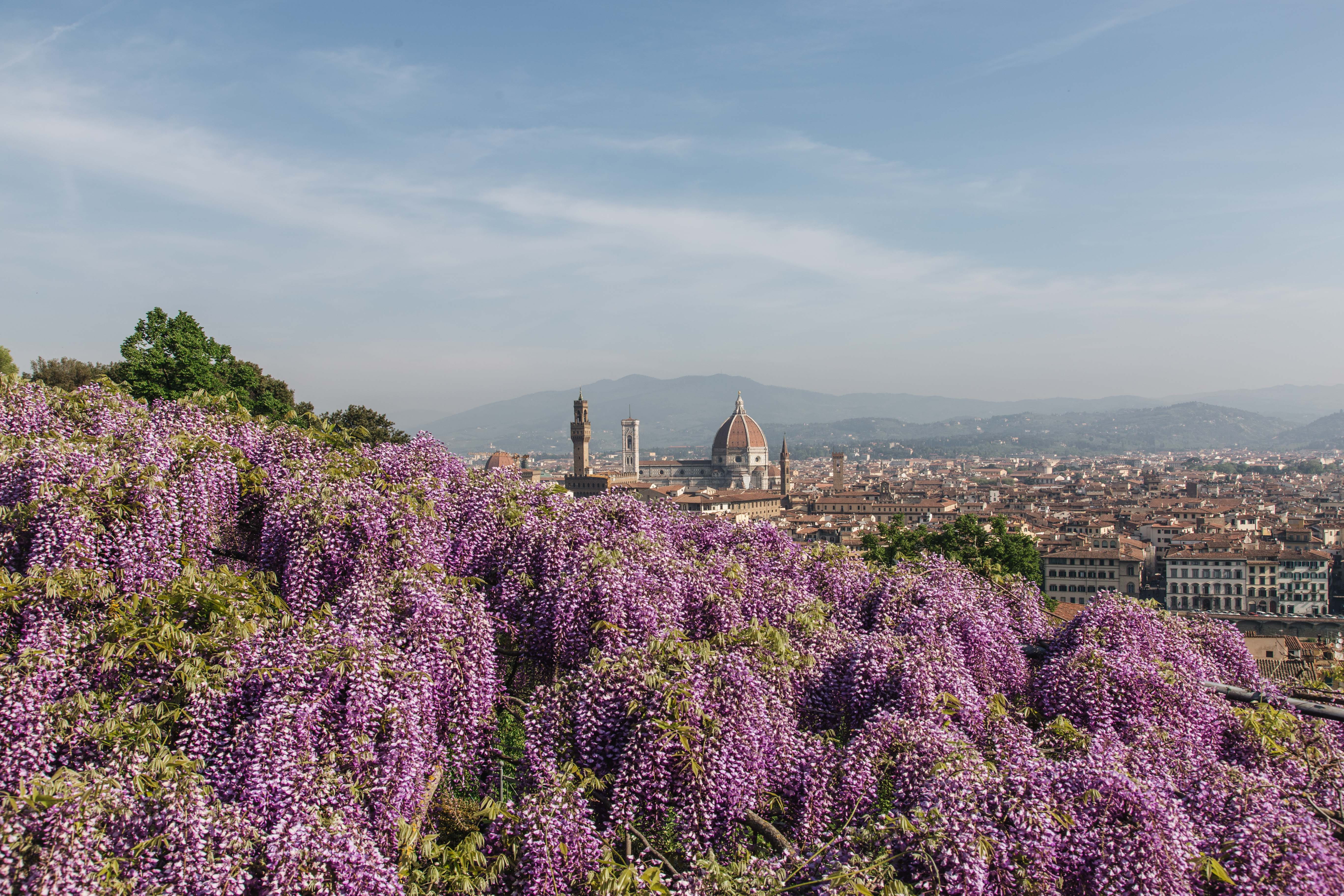 spring, tuscany, flower, built structure, outdoors, canon, growth, no people, landscape, toscana, firenze, glicine, villa bardini, wisteria, beauty in nature, HD Wallpaper
