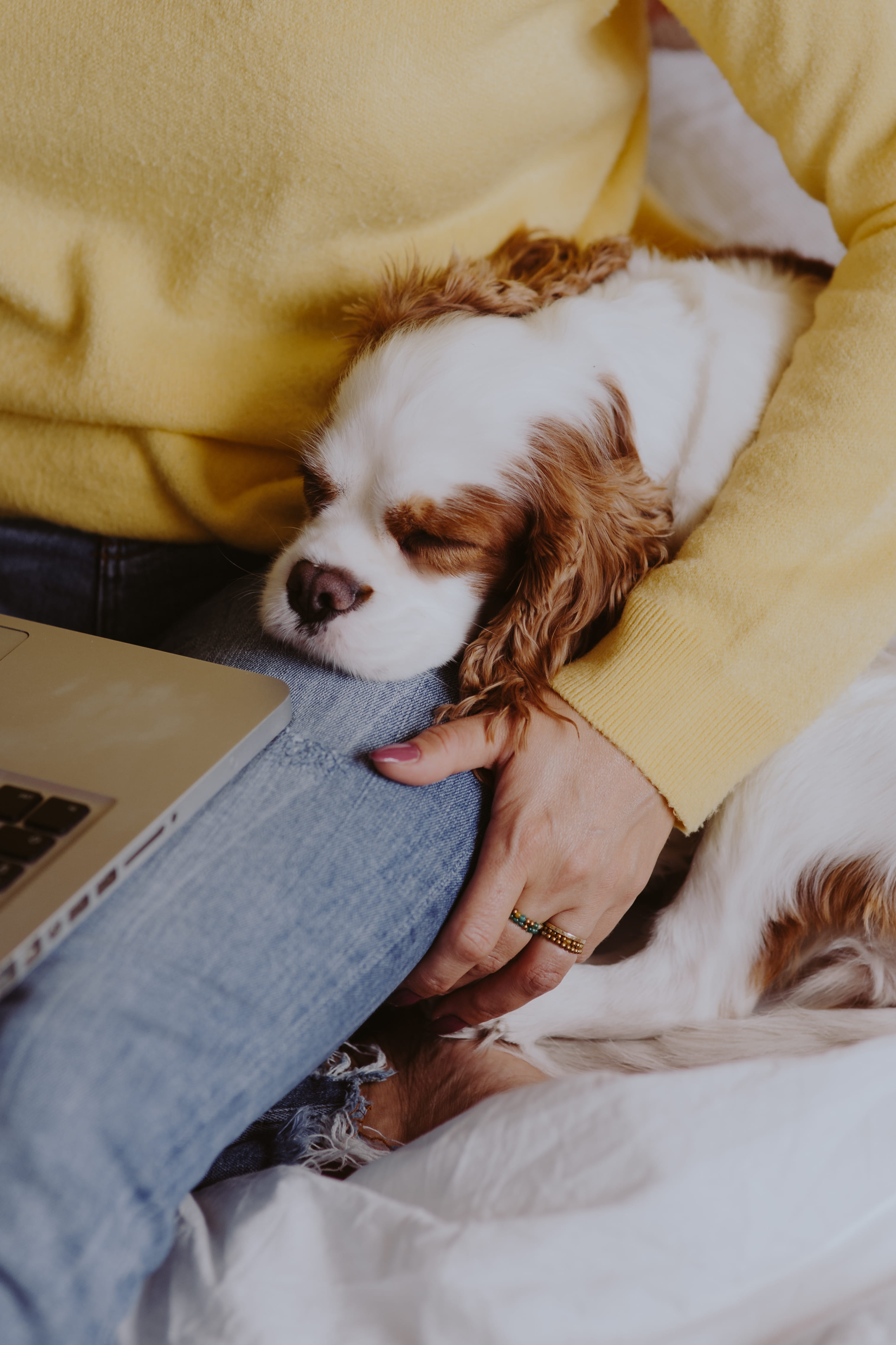 technology, cavalier, animal, domestic animals, female, yellowe, dog, macbook, laptop, yellow, sleeping, one animal, woman, bed, no people, high angle view, Phone HD Wallpaper