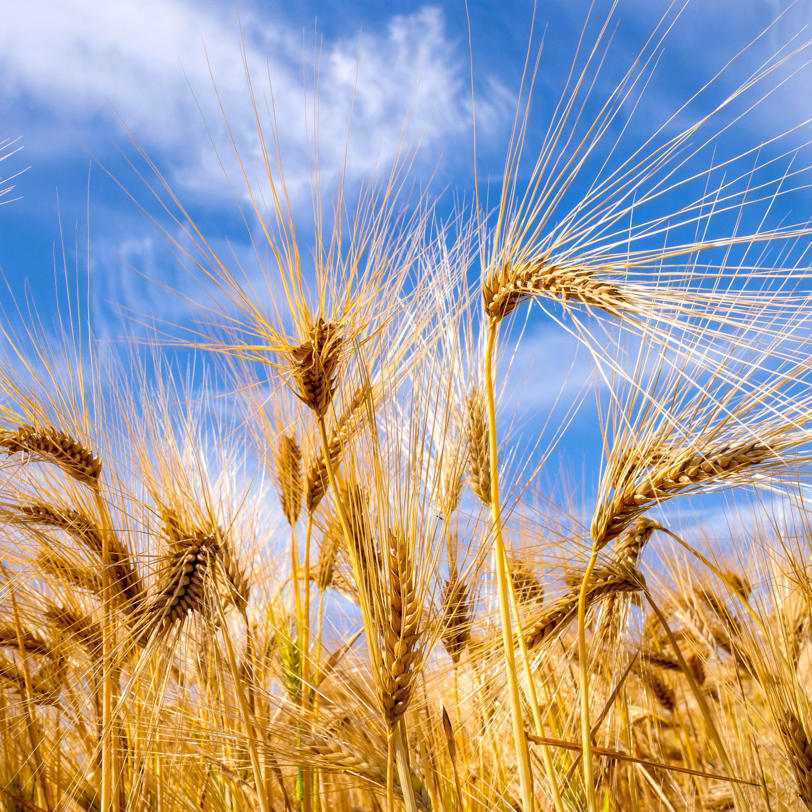 golden  blue, outdoors, farm, cereal Plant, straw, hay, growth, ripe, brown, food, yellow, field, spikes, Golden Ears, blue, explore, summer, barley, wheat, Phone HD Wallpaper
