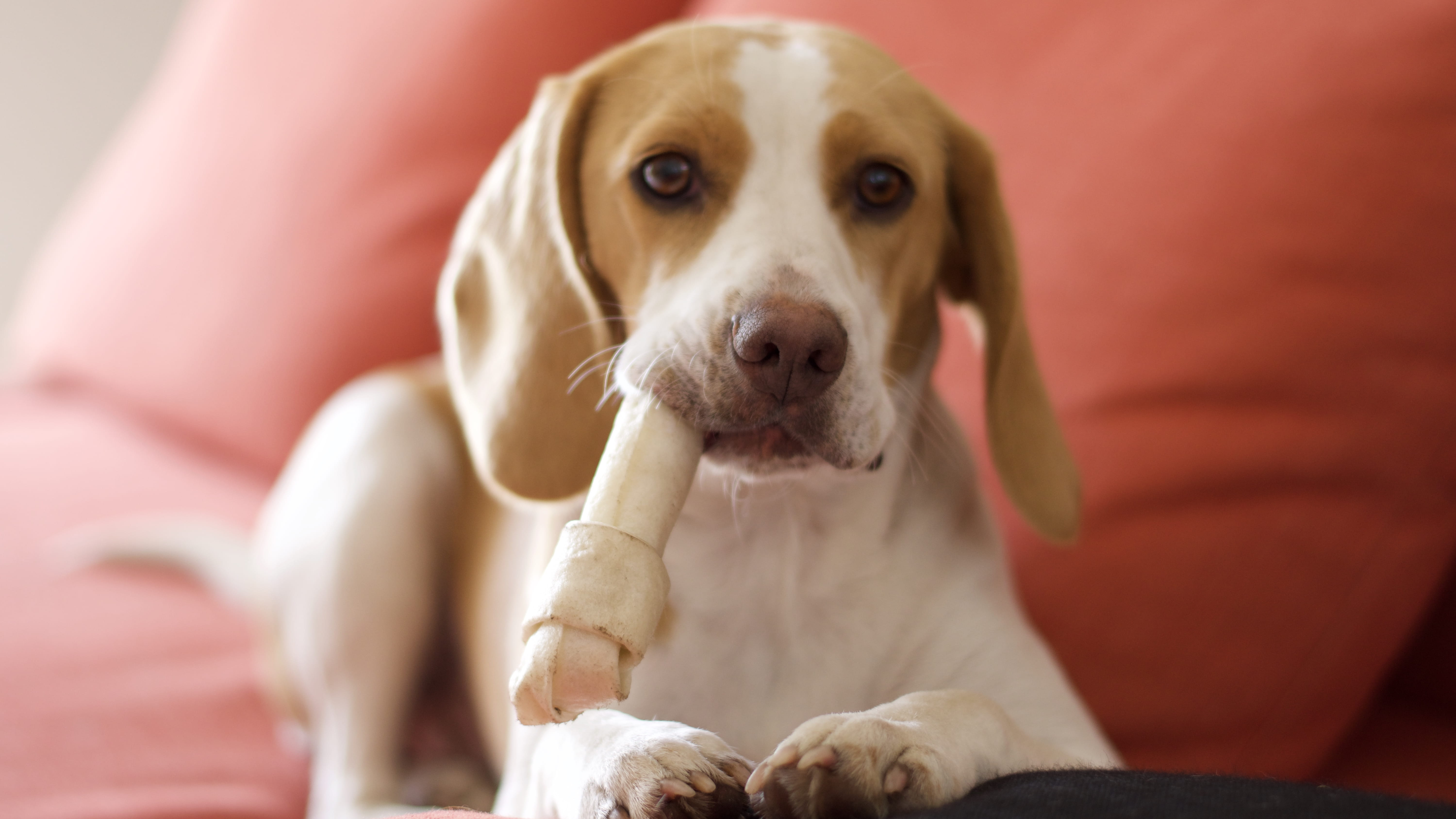 puppy, looking at camera, hound, selective focus, creme, cream, animal, meal, innocence, one animal, portrait, canine, ice cream, purebred dog, pets, pastry, HD Wallpaper
