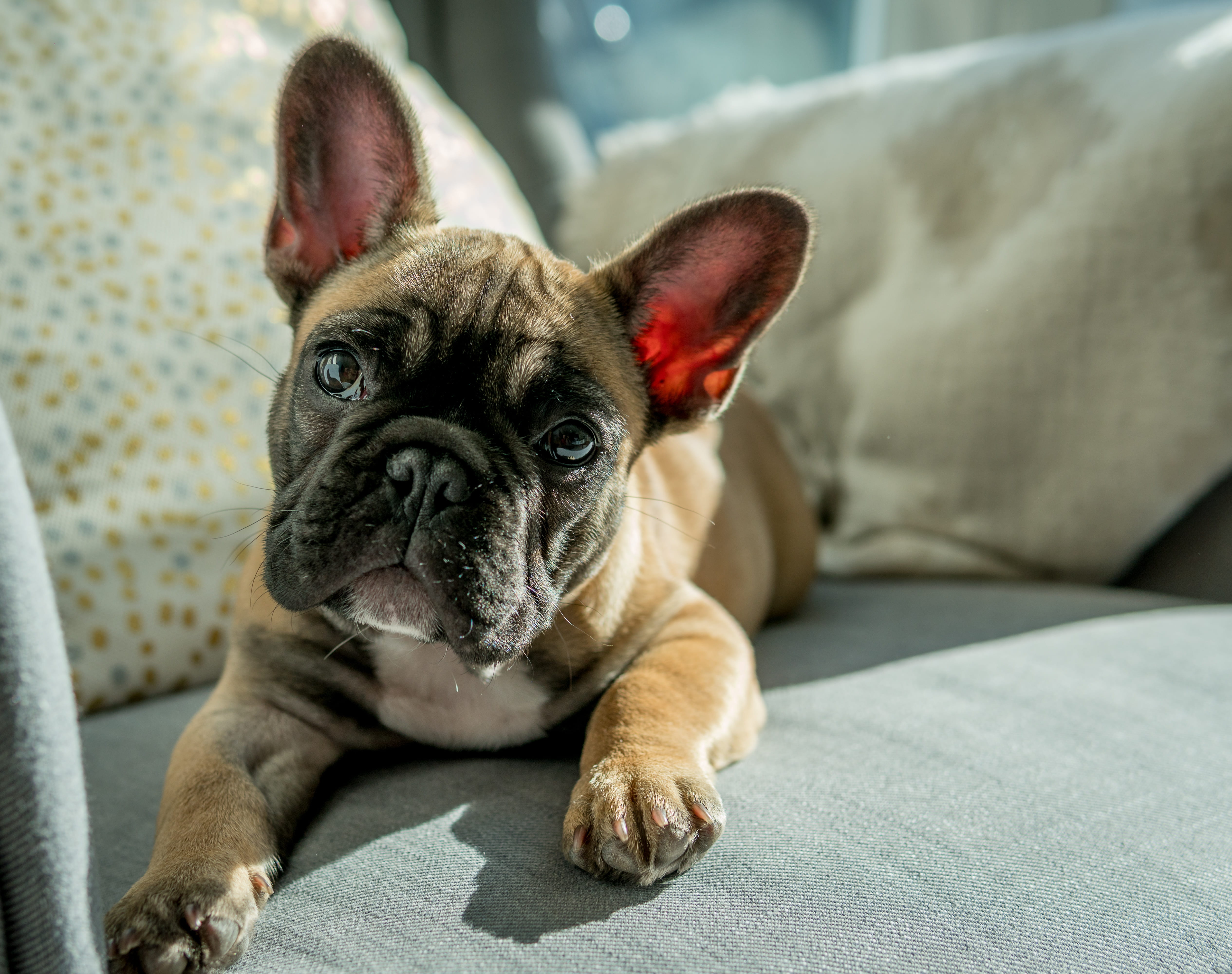 sofa, bulldog, looking at camera, domestic animals, domestic, tilt, frenchie, portrait, focus on foreground, mammal, dog, pet, pets, lying, animal themes, HD Wallpaper