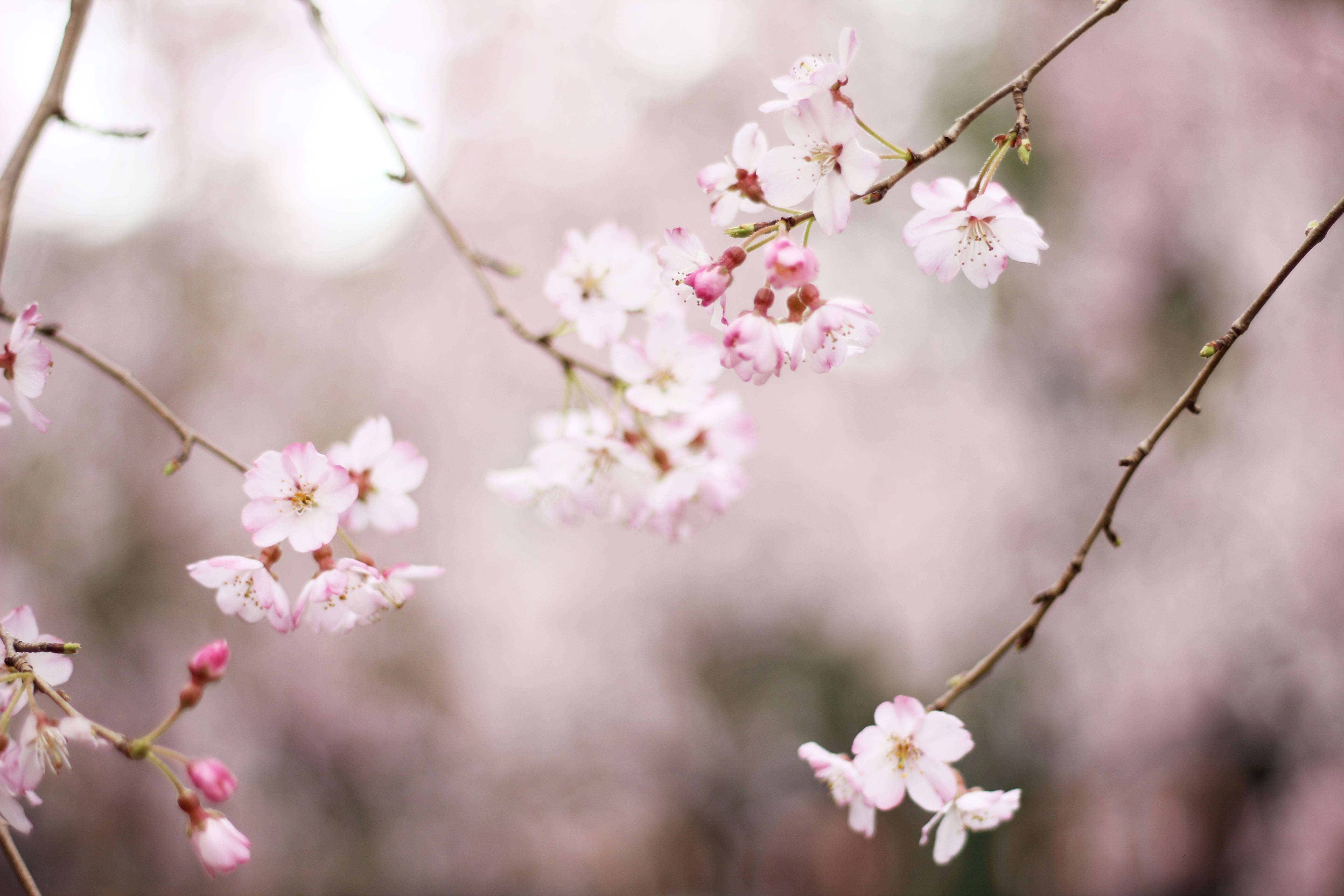 tilt, selective, springtime, flower, pink, growth, plant, vulnerability, tree, pink Color, season, blooming, petaled, photo, fragility, branch, close-up, HD Wallpaper