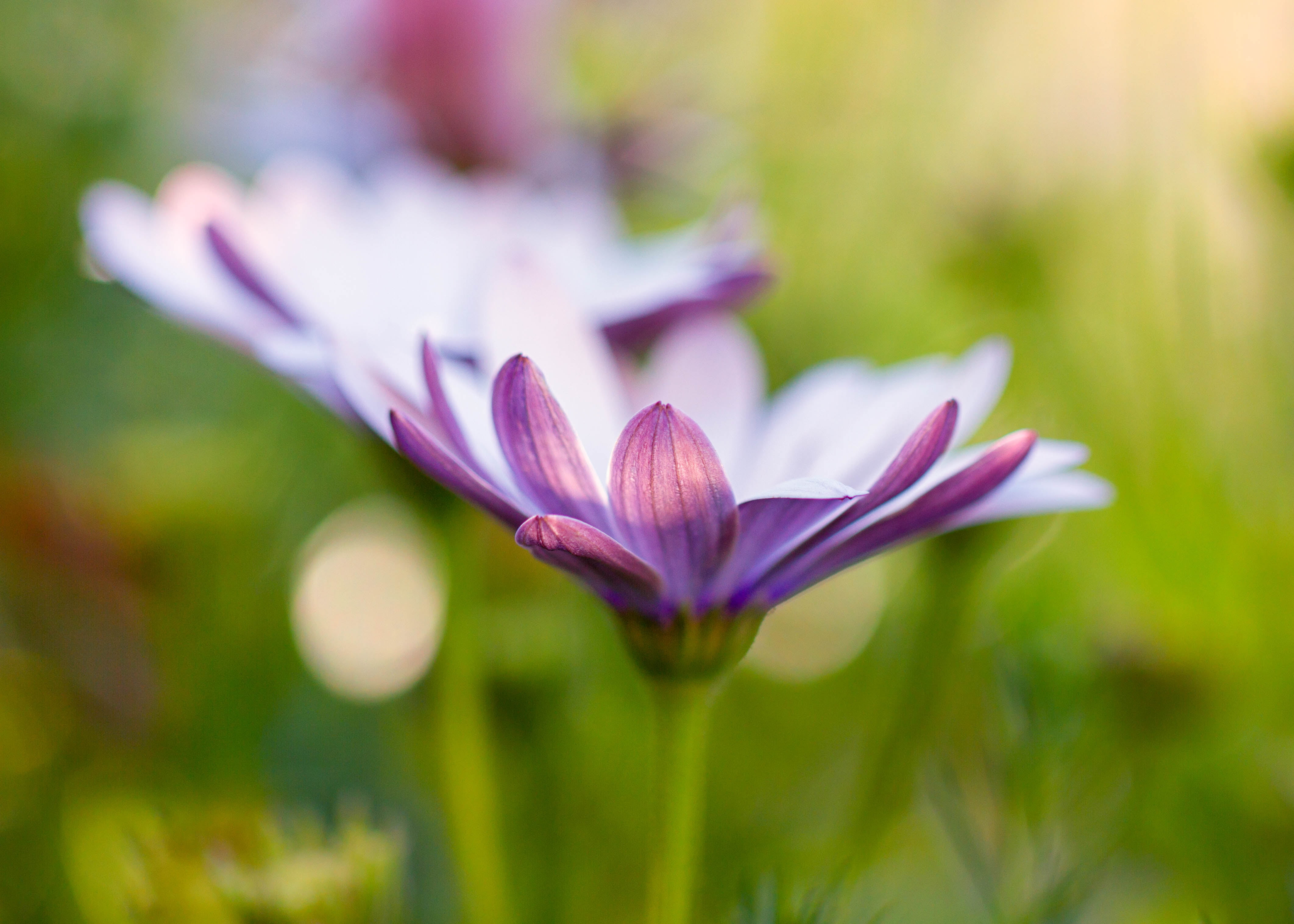 petal, lens, flower Head, tilt, water Lily, macro, 4K, daisy, outdoors, botany, floral, autumn  fall, purple, Colorado, summer, closeup, tilt shift lens, HD Wallpaper