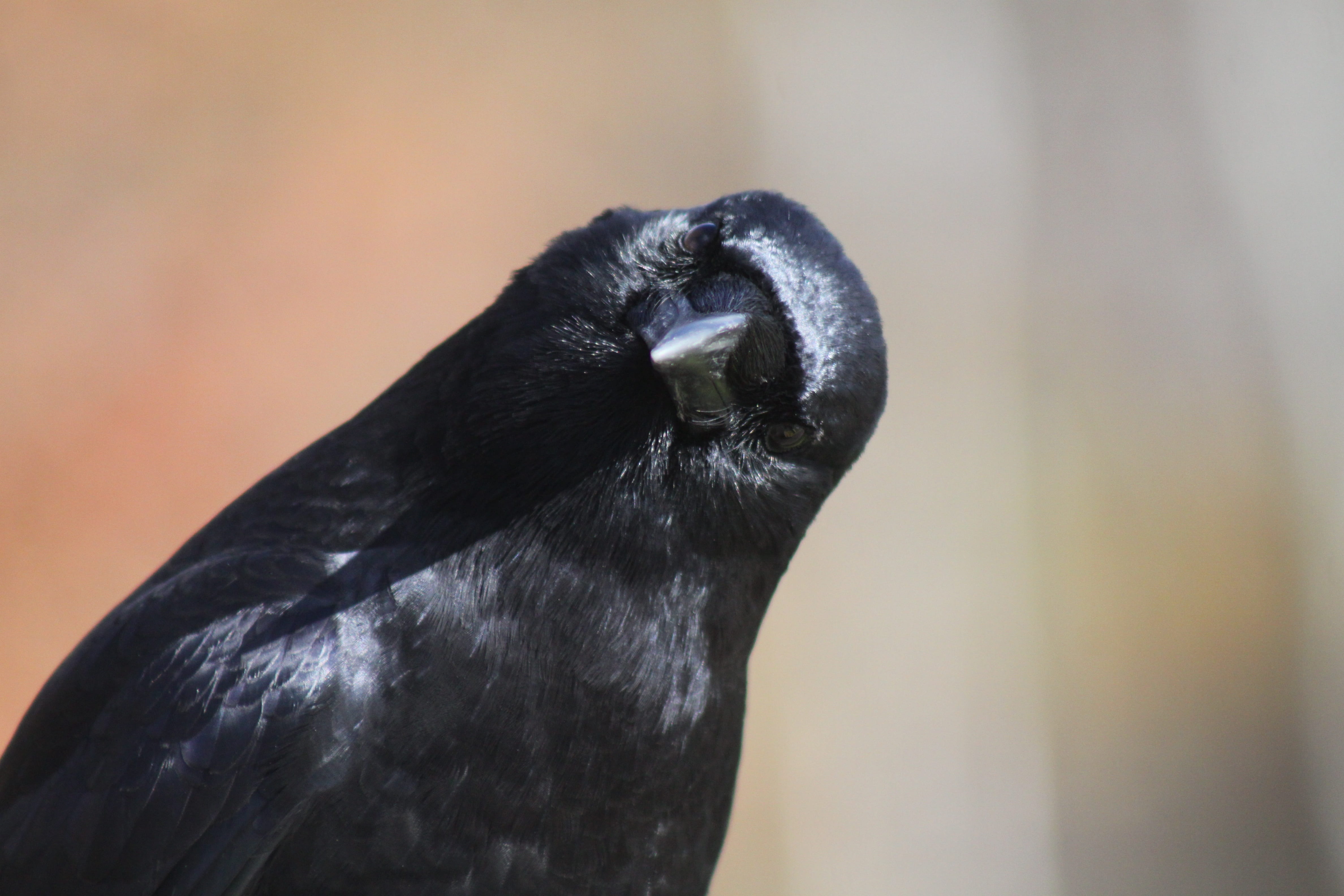 mammal, day, animal, no people, crow, raven - bird, one animal, animals in captivity, focus, head tilt, profile view, animal head, indoors, focus on foreground, HD Wallpaper