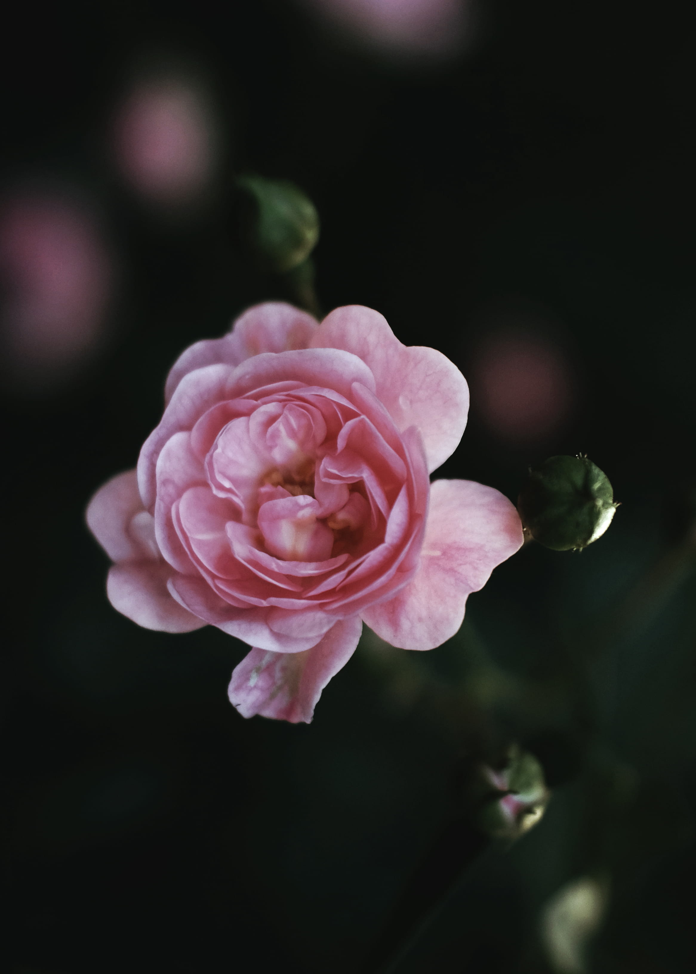 vulnerability, photography, pink color, inflorescence, petaled, shallow, flowering plant, growth, macro, fragility, plant, photo, flower, leaf, single Flower, Phone HD Wallpaper