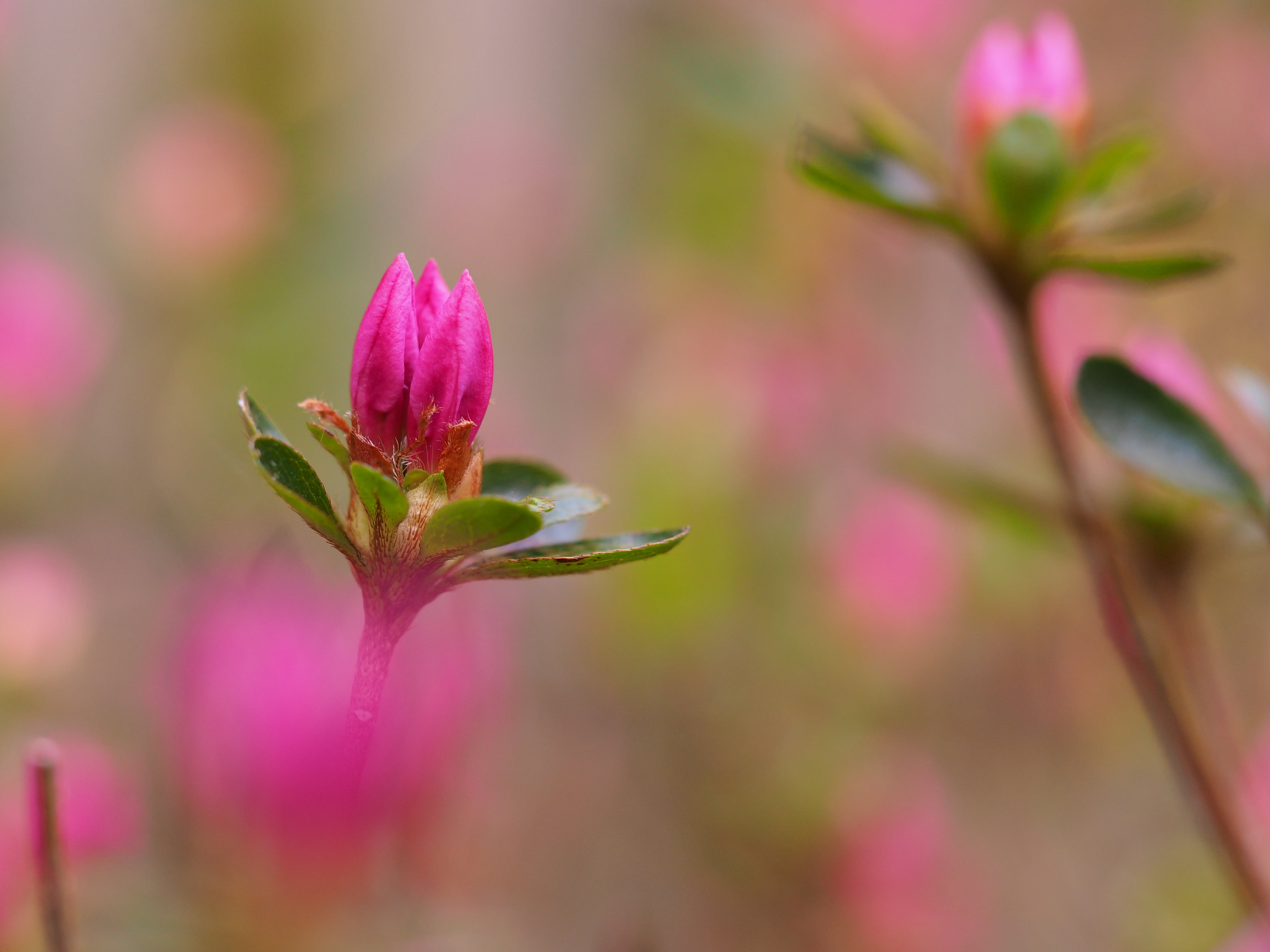 shrub, dof, garden, frühling, nature, plant, tilt shift photography, tilt, photography, spring, strauch, pink, pink Color, flower bud, pink blossom, bokeh, HD Wallpaper