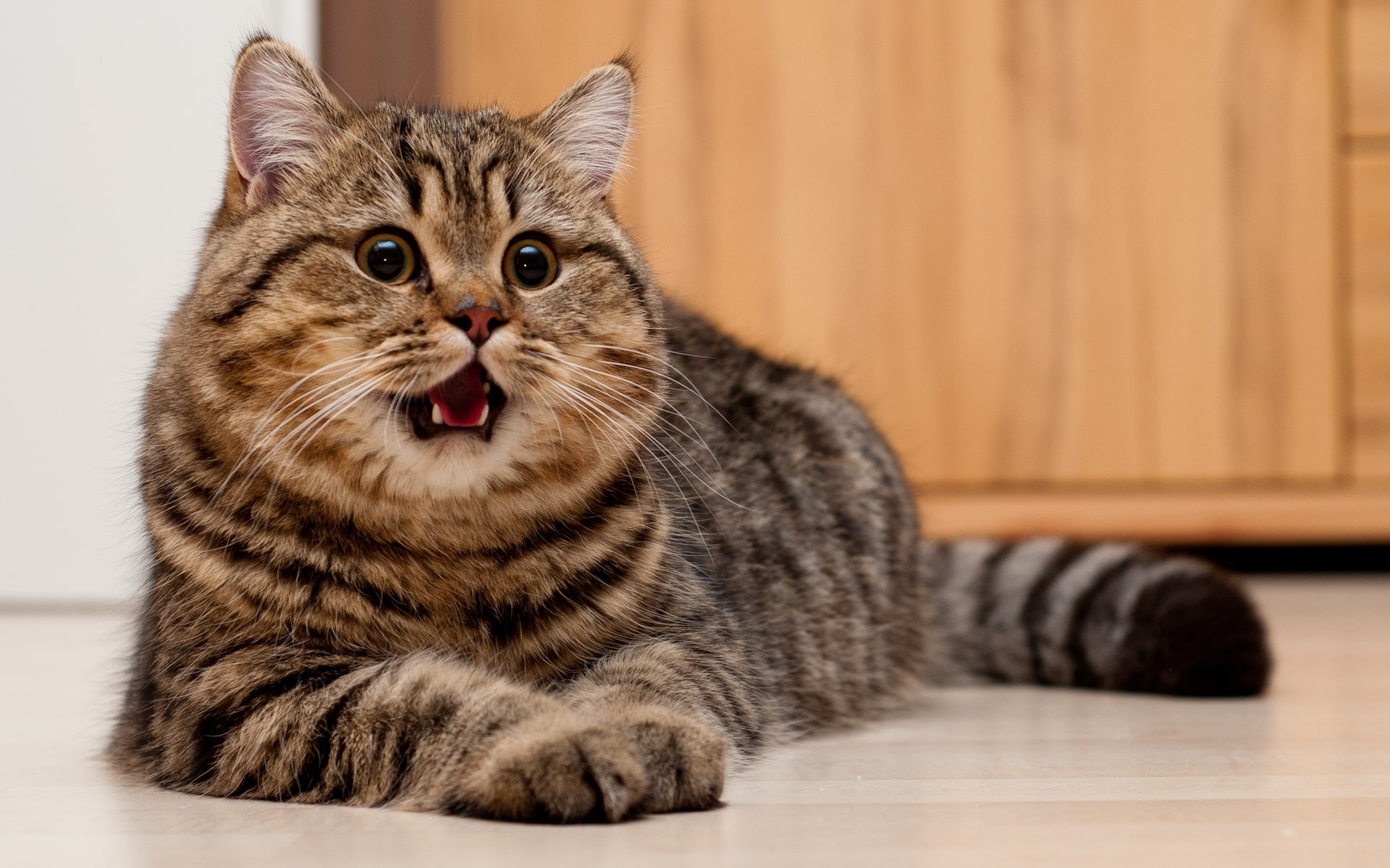 Cat, 1080P, Fat, Lying, Floor, HD Wallpaper