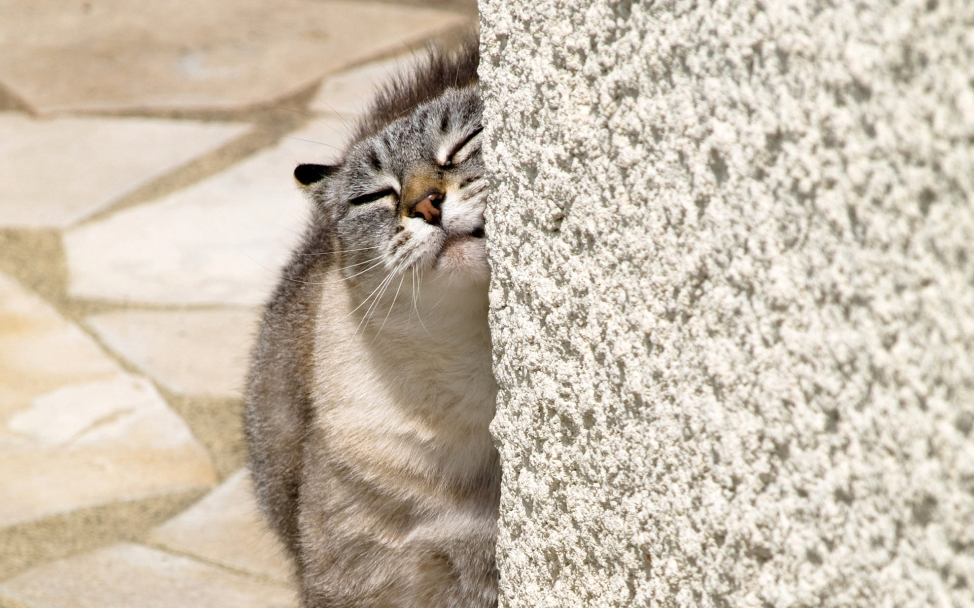 one animal, feline, day, vertebrate, focus on foreground, pets, close-up, brown, mammal, domestic animals, fluffy, domestic cat, at, caress, nature, whisker, HD Wallpaper