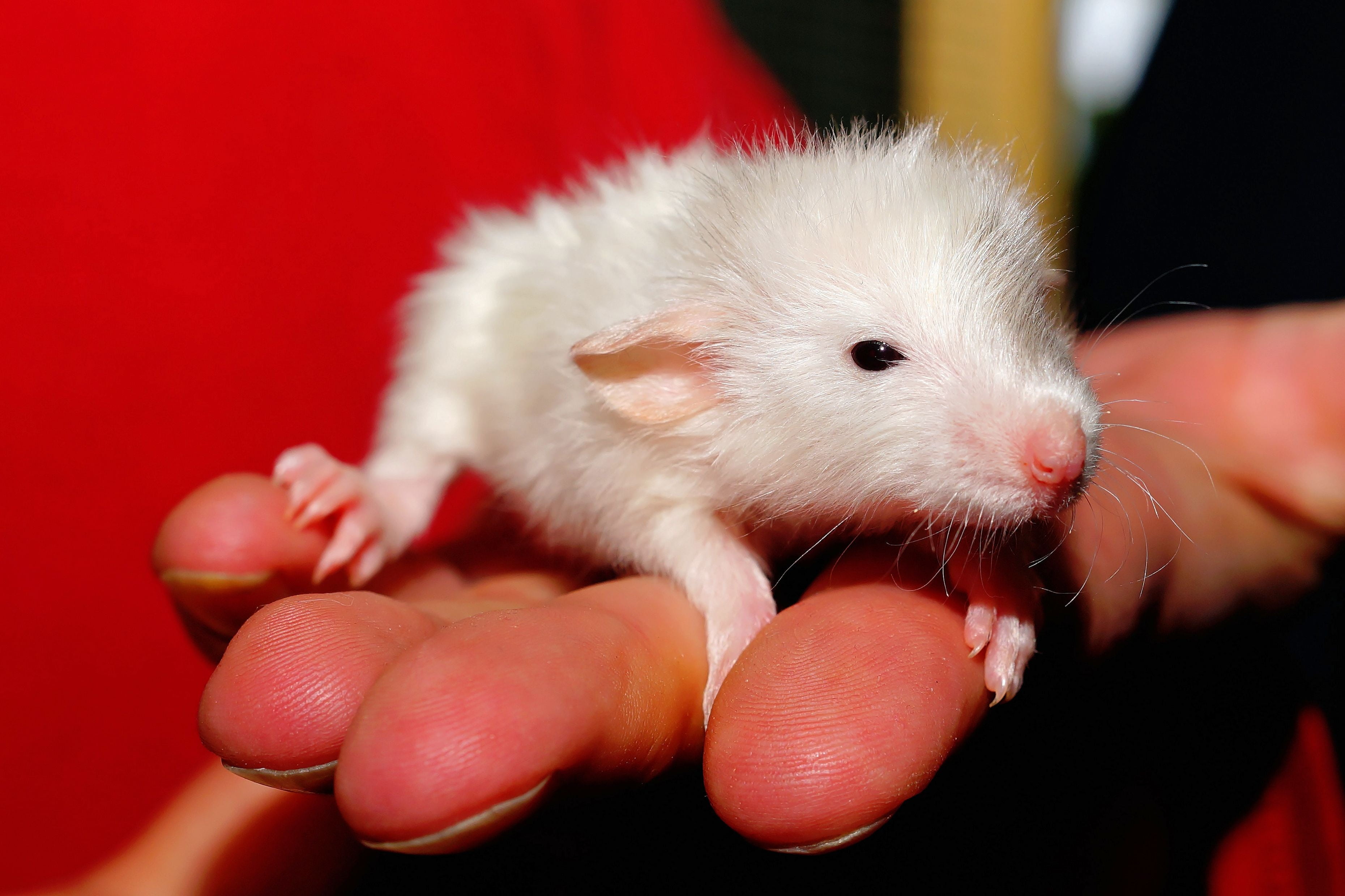 nager, small, close-up, baby rat, human body part, close, care, sweet, human finger, mouth open, young animal, portrait, fluffy, fur, protection, animal wildlife, HD Wallpaper