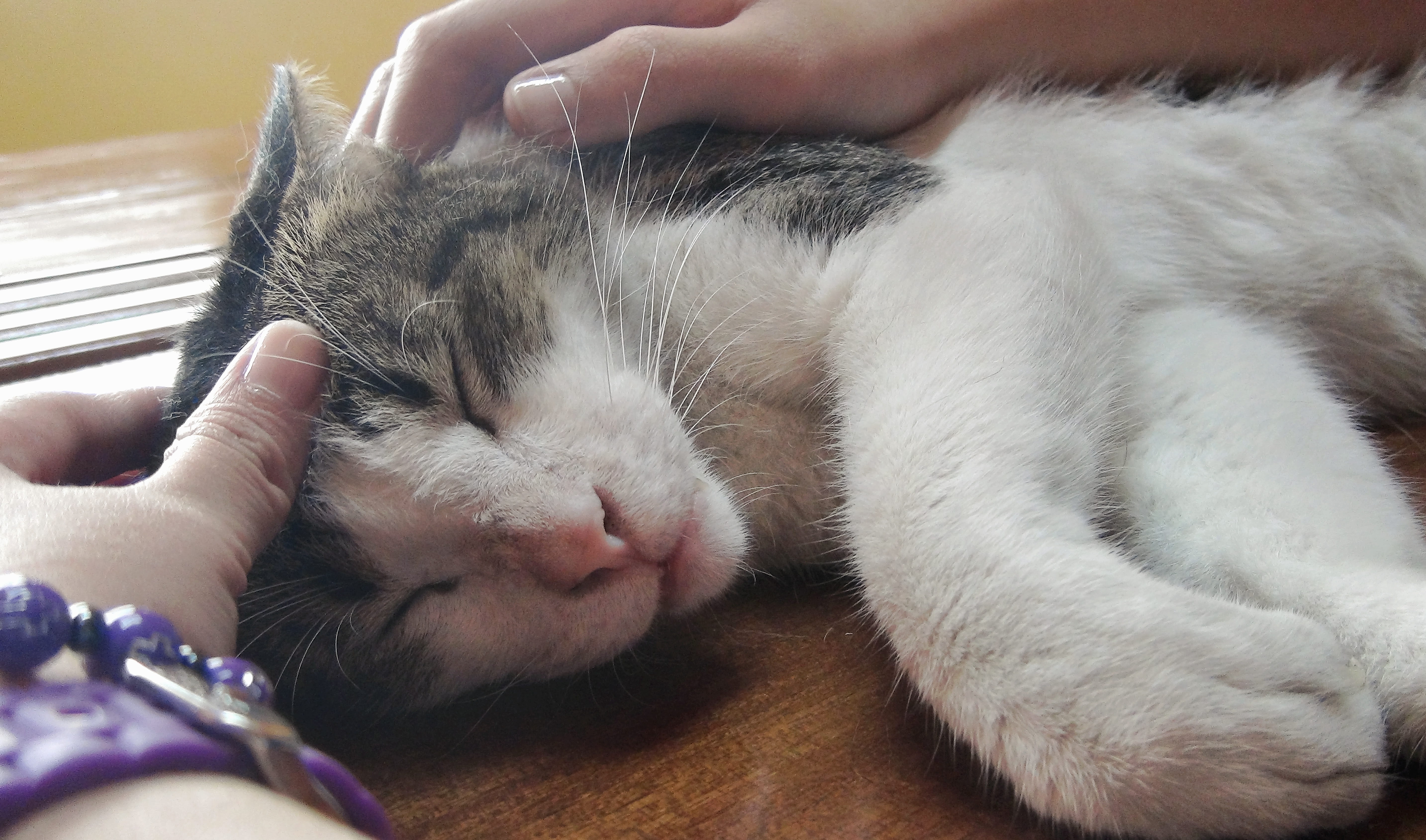 relaxation, human hand, caress, domestic, hand, animal head, cat, animals, sleeping, finger, animal, pets, cute, care, vertebrate, mammal, 5K, kitty, pet owner, HD Wallpaper