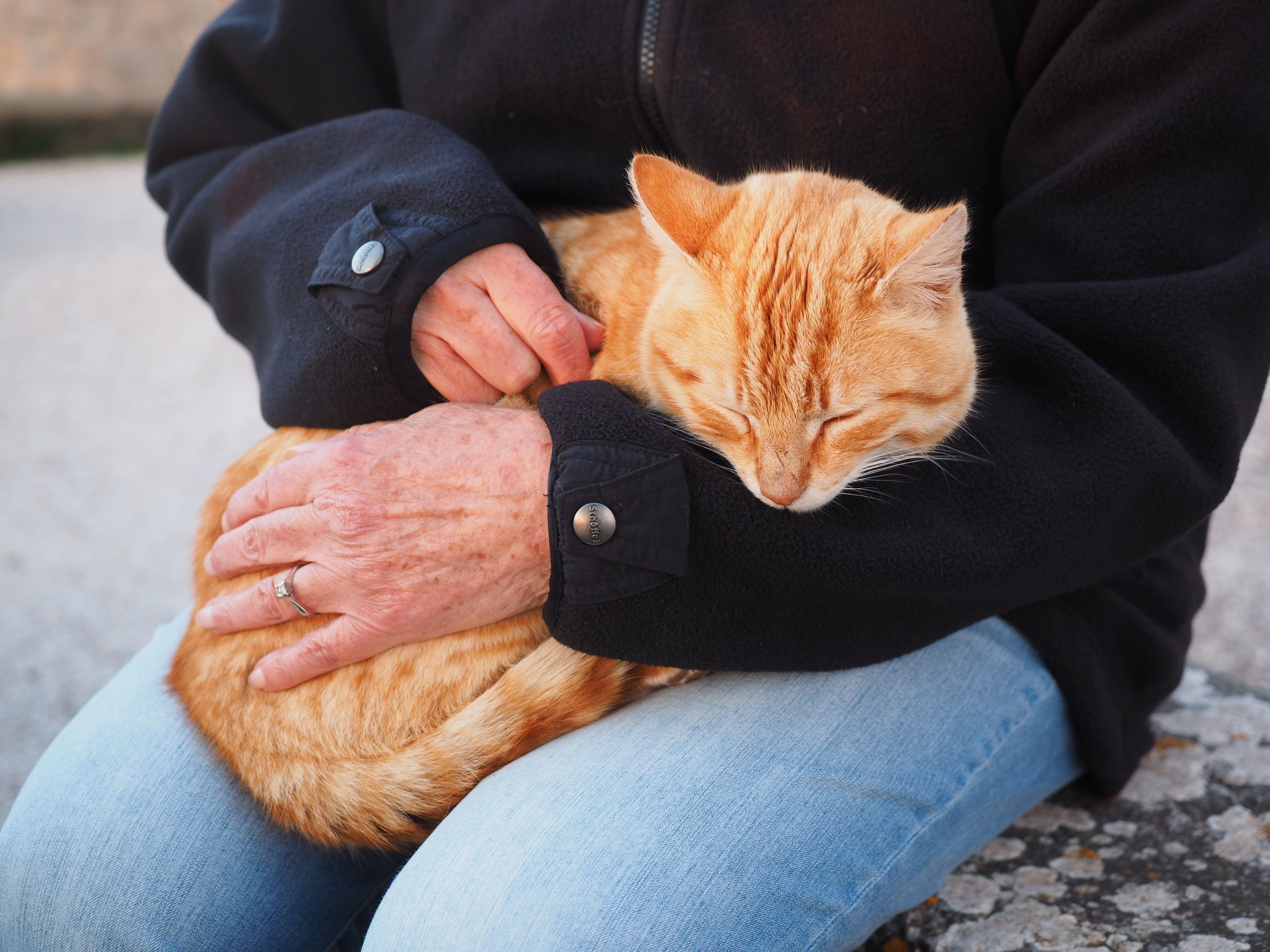 caress, domestic Cat, red mackerel tabby, pet owner, mammal, outdoors, tabby, real people, red, pets, happy, animal, carrying, ginger cat, care, people, HD Wallpaper
