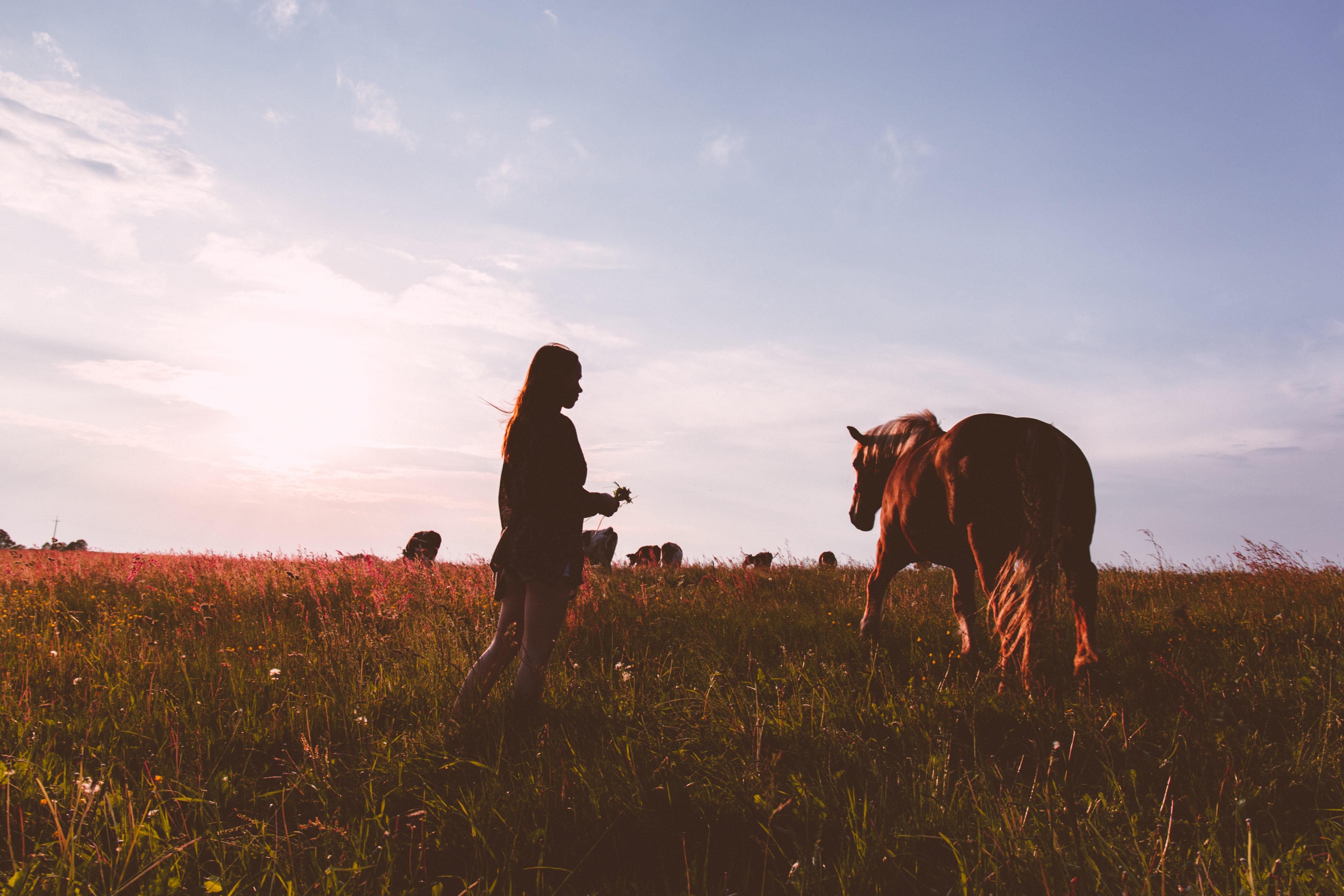 domestic animals, closeness, mammal, dog, outdoors, pets, plant, nature, caress, farm, one animal, accord, field, background, active, land, leisure activity, HD Wallpaper