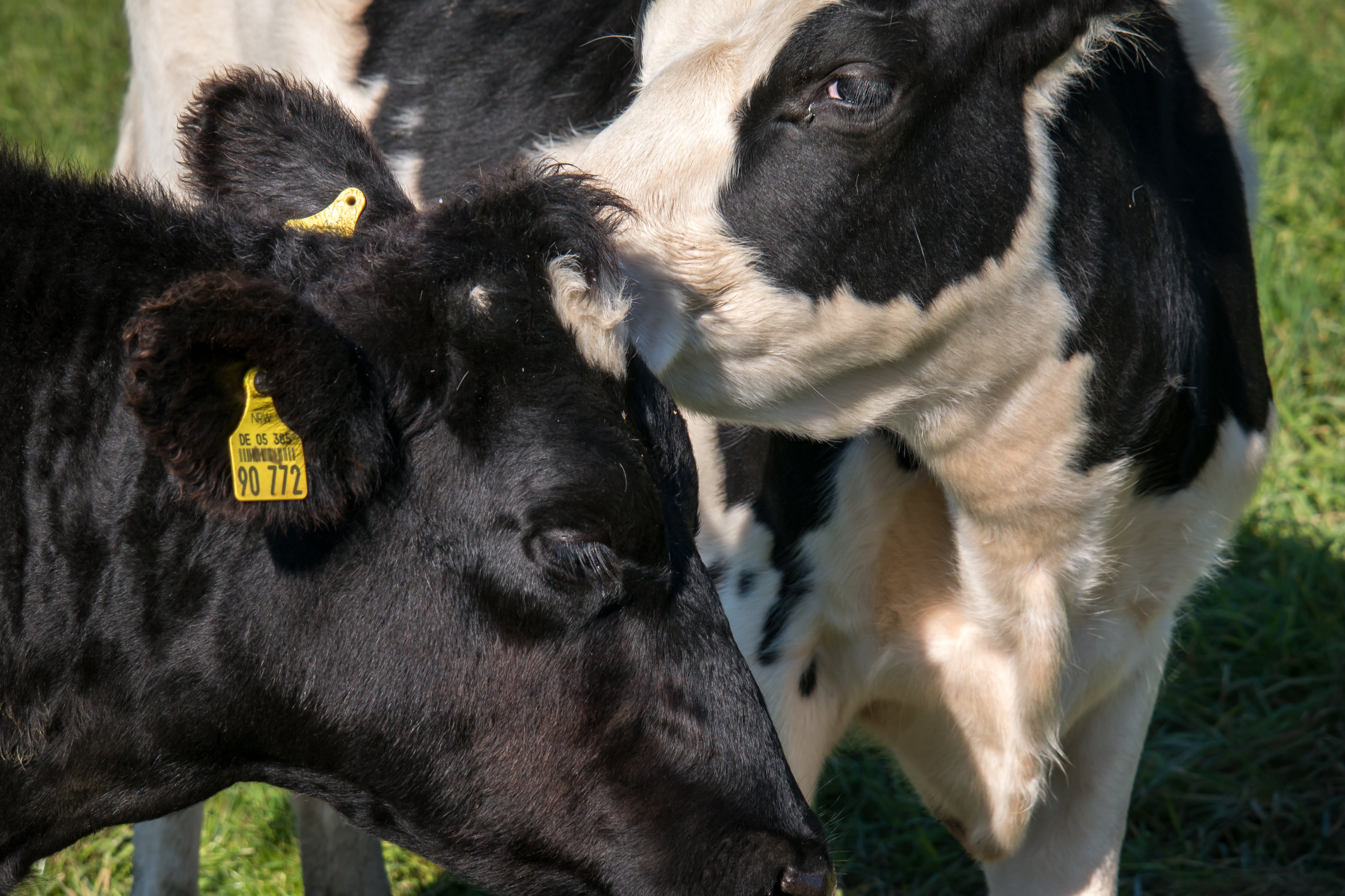 cattle, no people, eat, herbivorous, mammal, love, nudge, friend, vertebrate, meadow, domestic animals, graze, smooch, dog, animal themes, pasture, field, HD Wallpaper