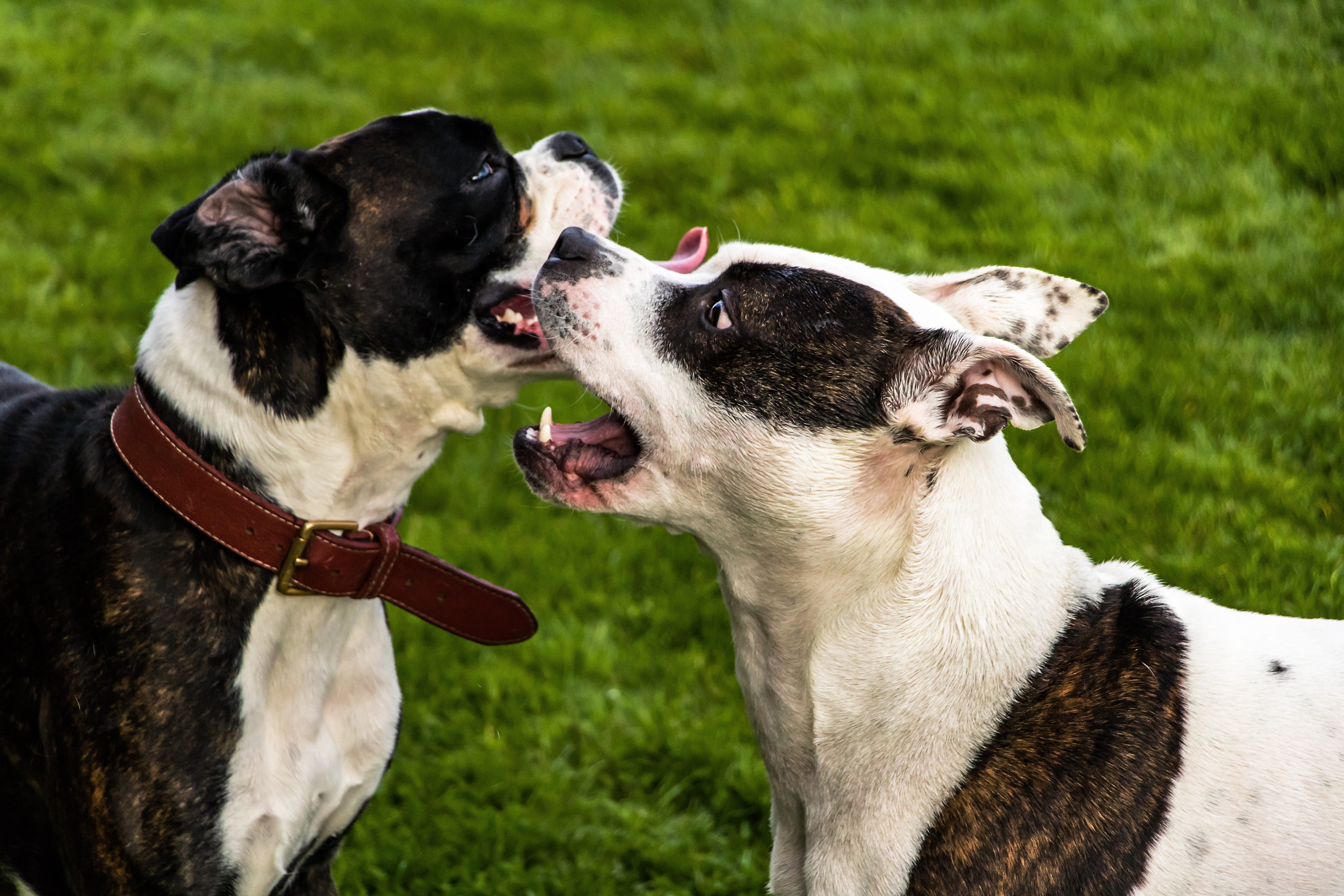 day, american staffordshire terrier, taster, animal, mammal, collar, pet collar, nature, grass, one animal, lying on grass, animals, pets, american stafford, HD Wallpaper