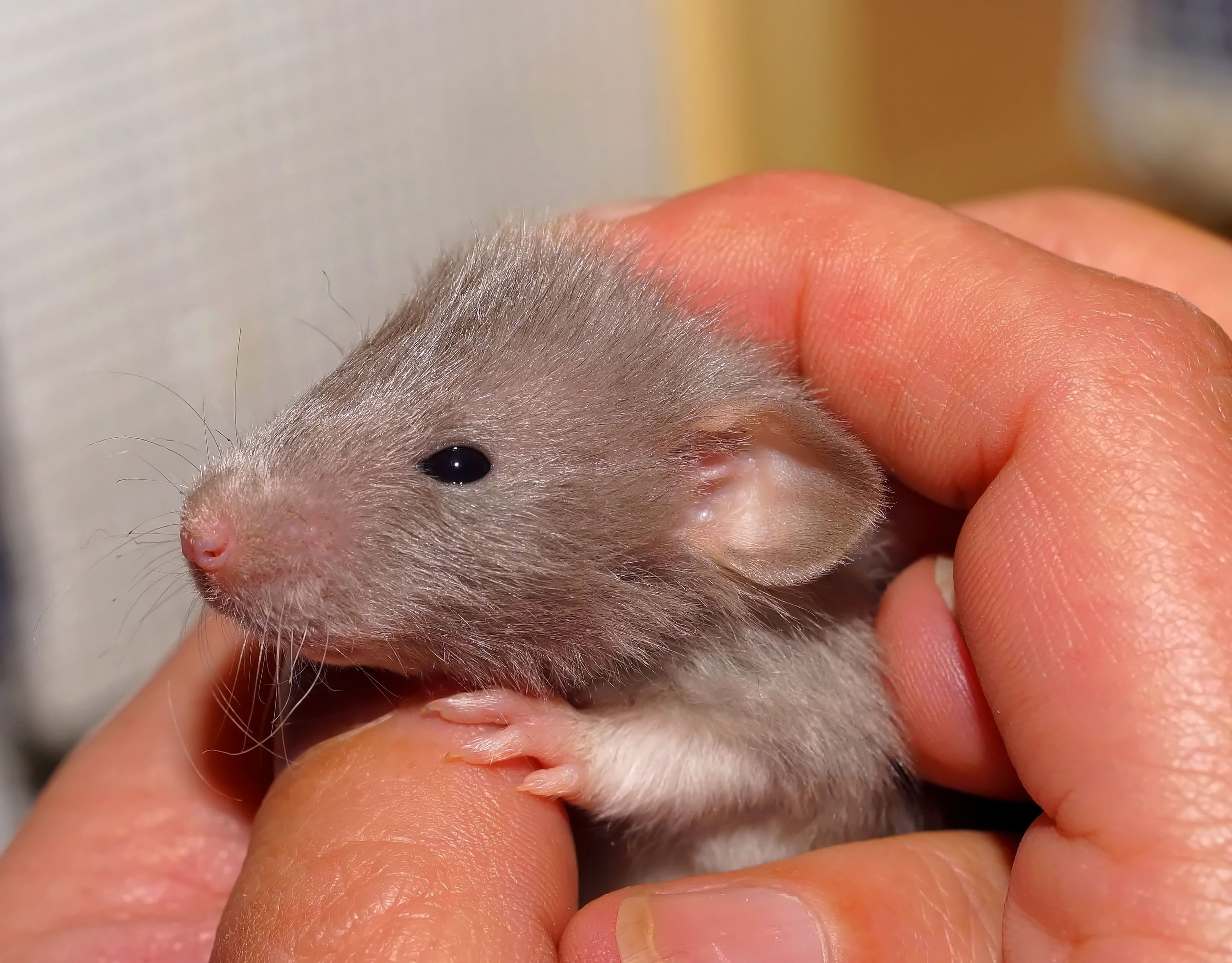 small animal, cute, portrait, color rat, animal head, close, animal themes, human hand, human finger, small, one animal, sweet, fur, body part, one person, HD Wallpaper