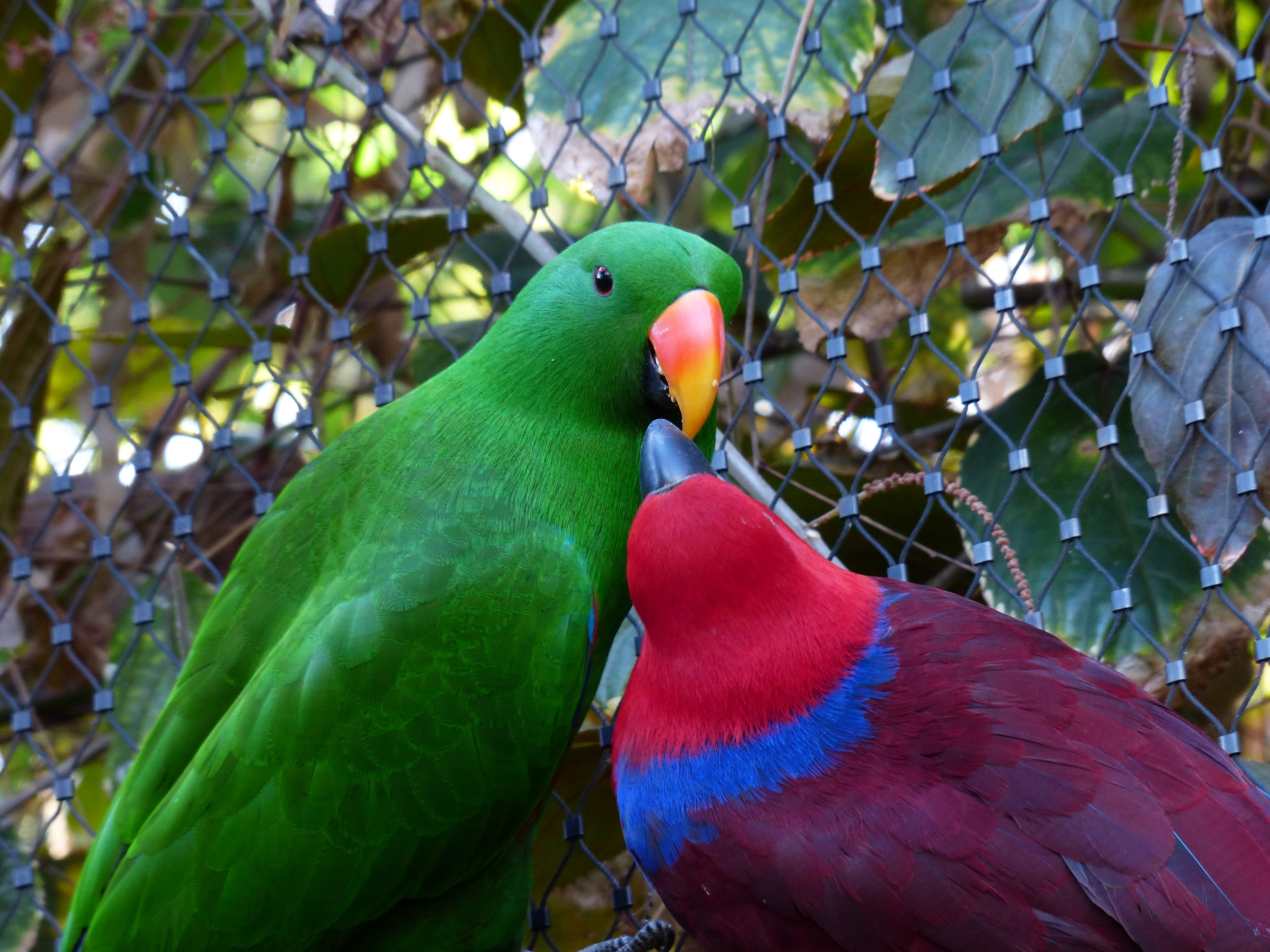rainbow lorikeet, riedel-edelpapagei, 4K, close-up, vertebrate, nature, parrots, couple, males, perching, parrot, red, colorful, focus on foreground, outdoors, HD Wallpaper