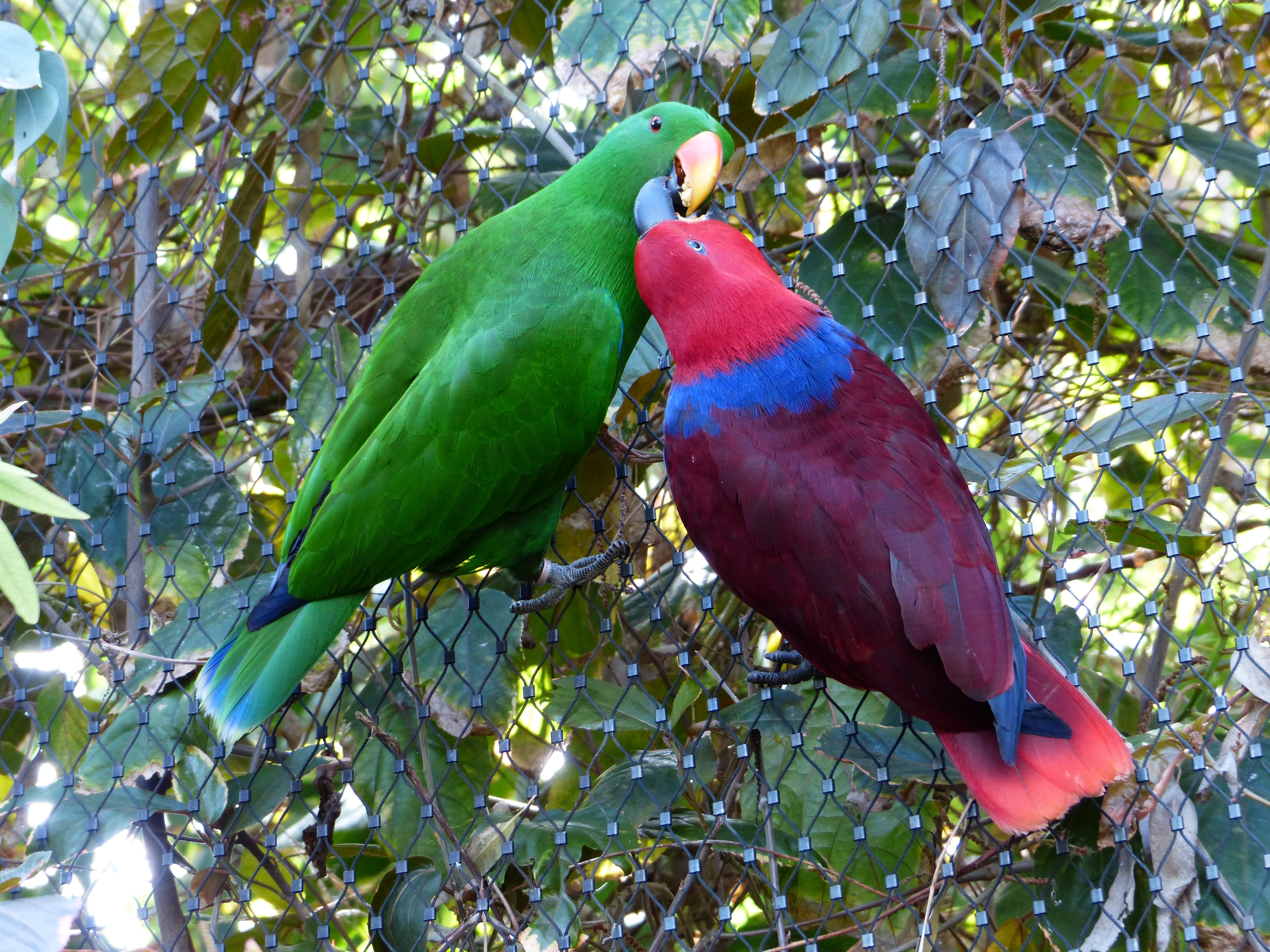 riedel-edelpapagei, animal themes, color, red, no people, animal wildlife, day, perching, plant, beauty in nature, nature, two animals, animals in the wild, HD Wallpaper