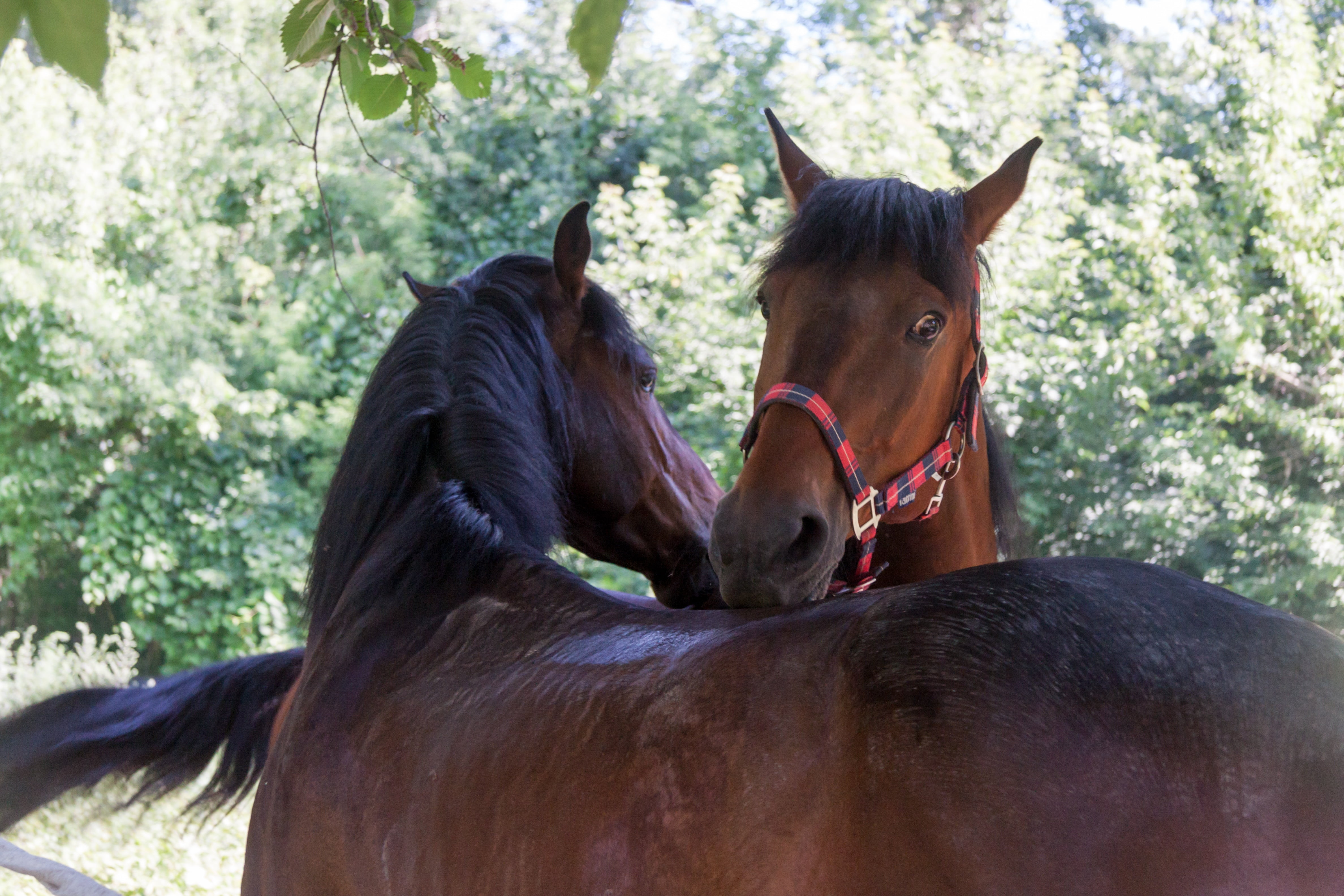 nature, animals, day, two animals, herbivorous, mare, animal wildlife, animal, animal head, horse, focus on foreground, pets, farm, horses, 4K, livestock, HD Wallpaper