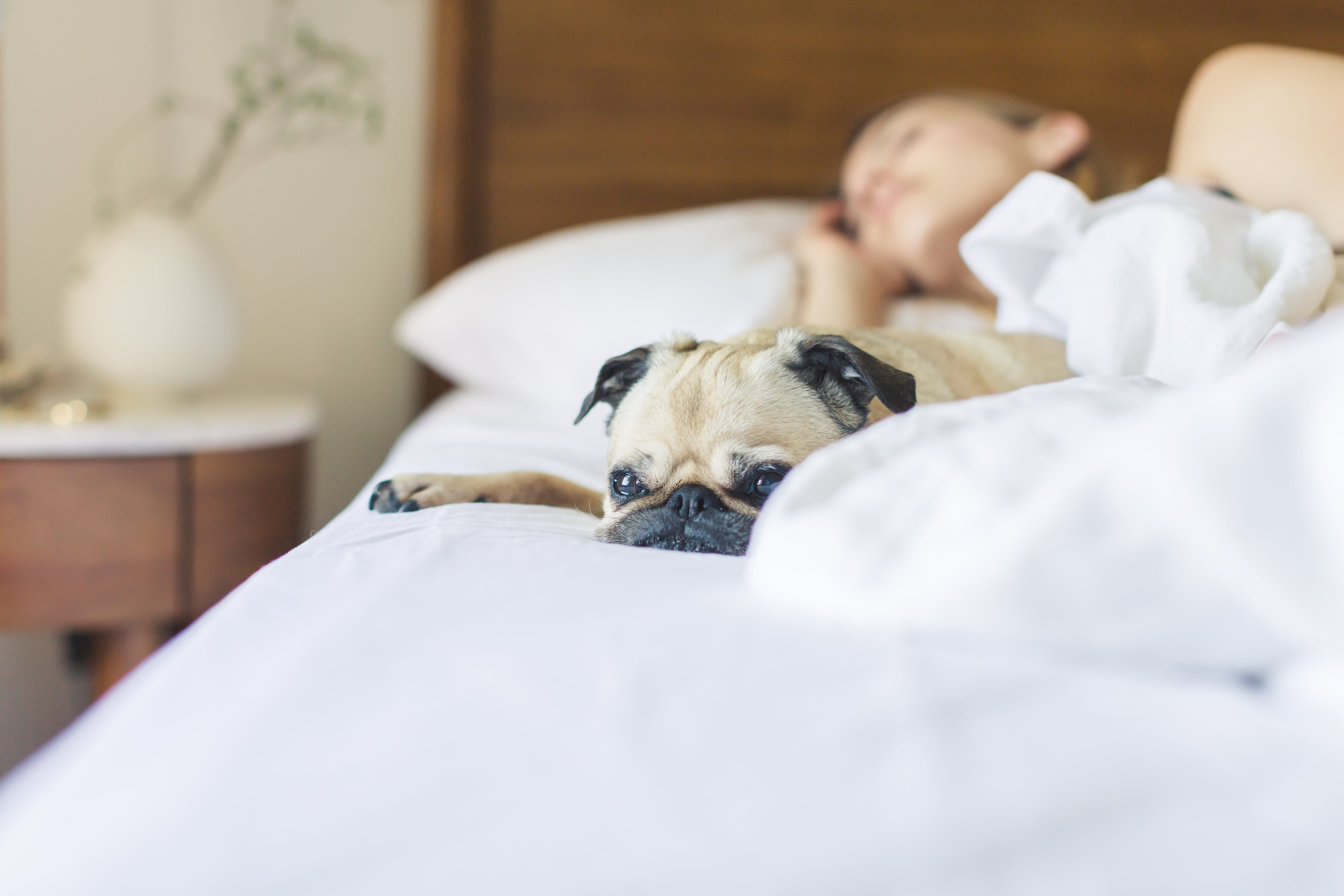 animal, tired, Home, indoors, Pets, relaxation, one person, napping, Dogs, mammal, dog, canine, small, domestic animals, one animal, Bedroom, cozy, photo, HD Wallpaper